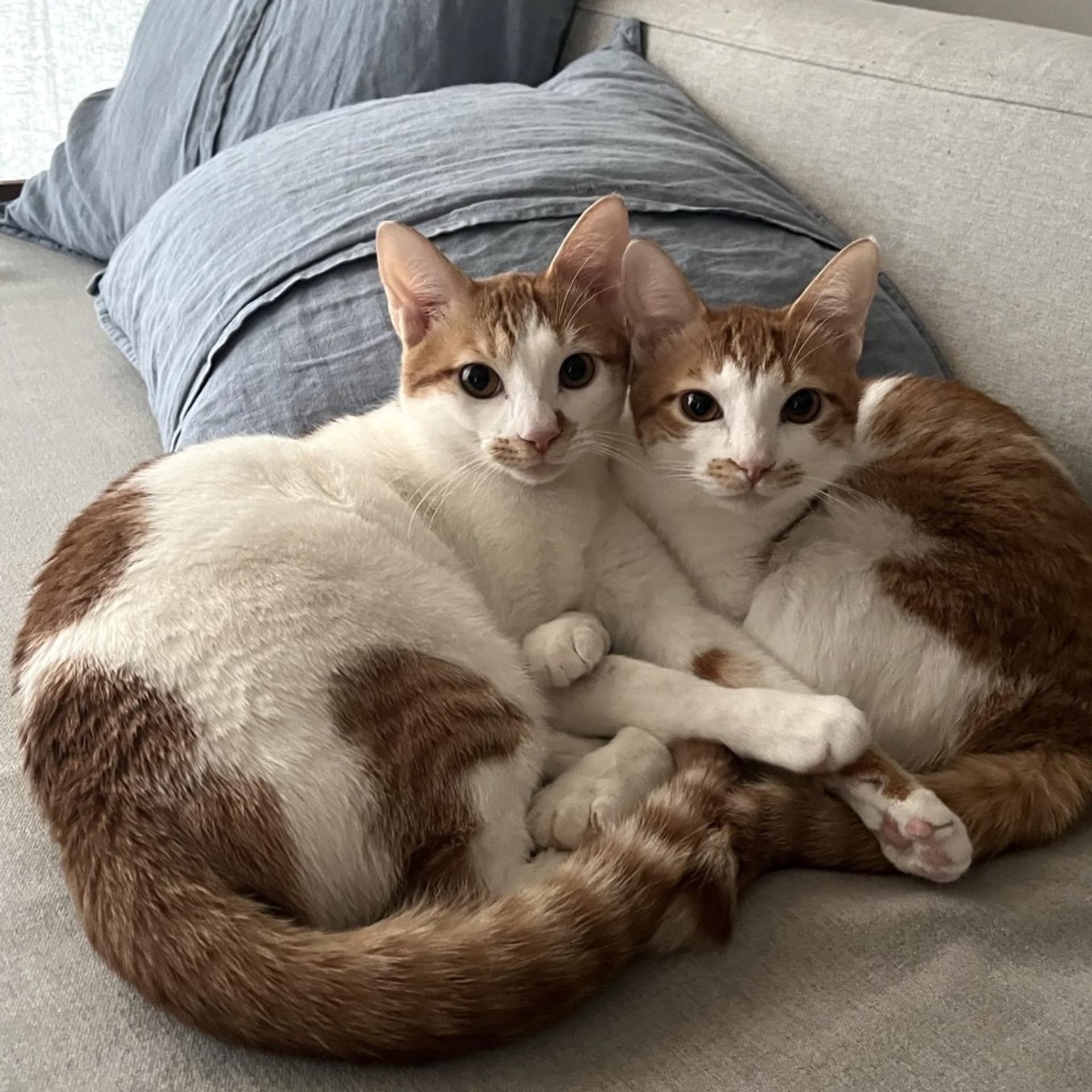 pet-image-4