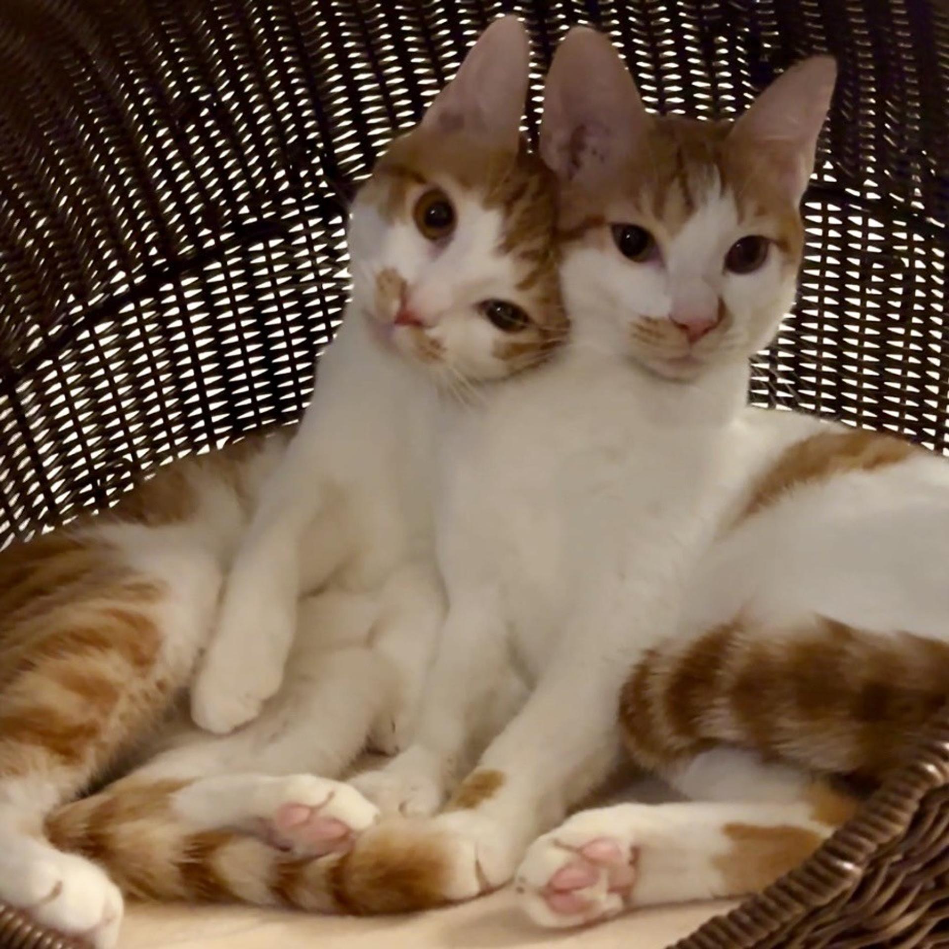 pet-image-8