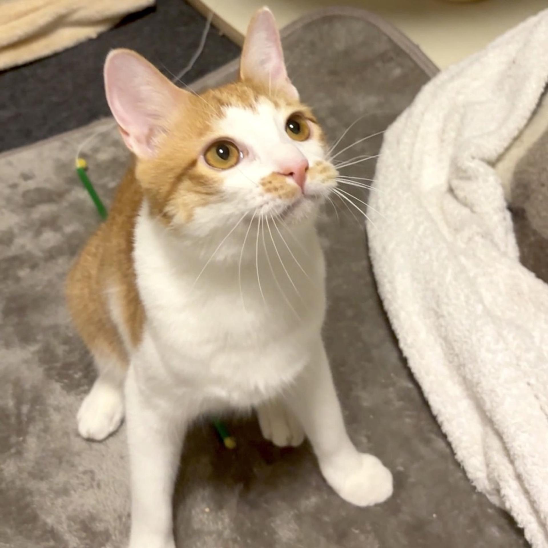pet-image-10