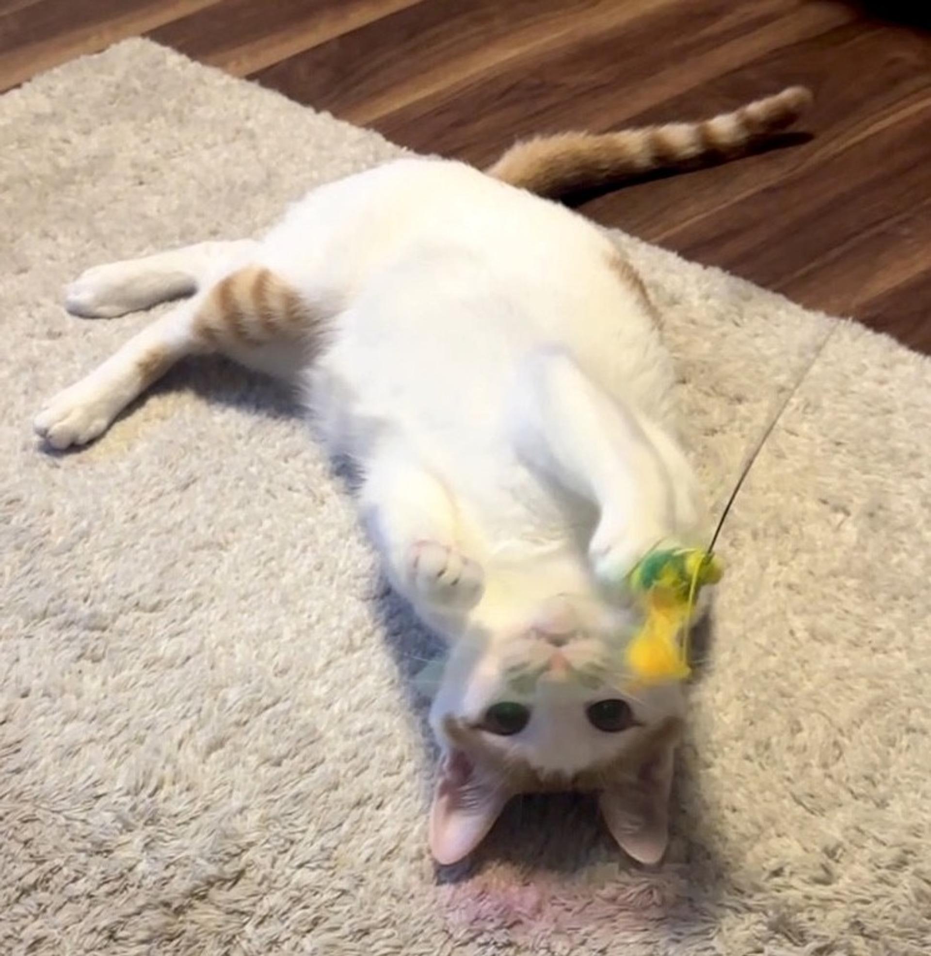 pet-image-3