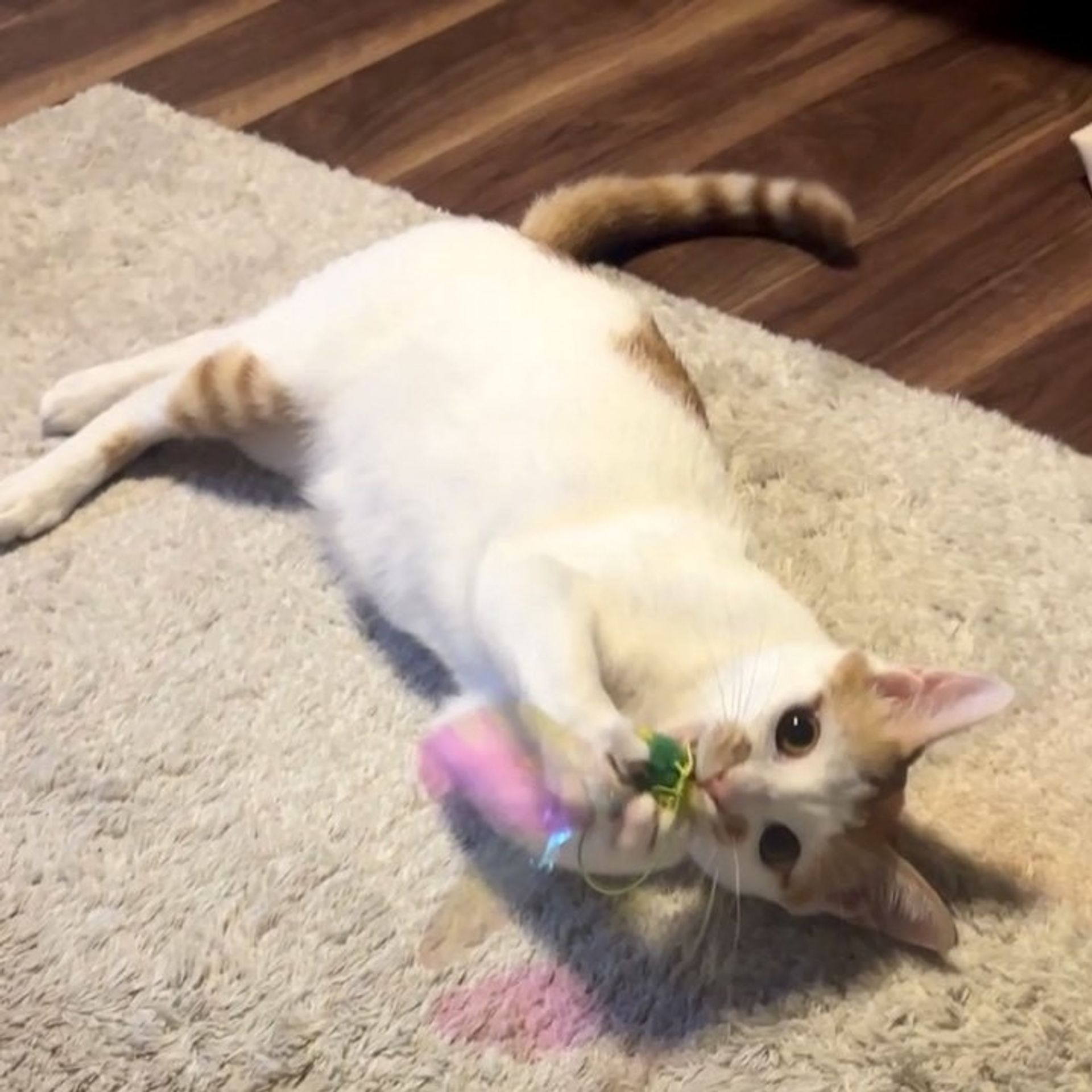 雑種（ミックス猫）・オスの里親募集の写真
