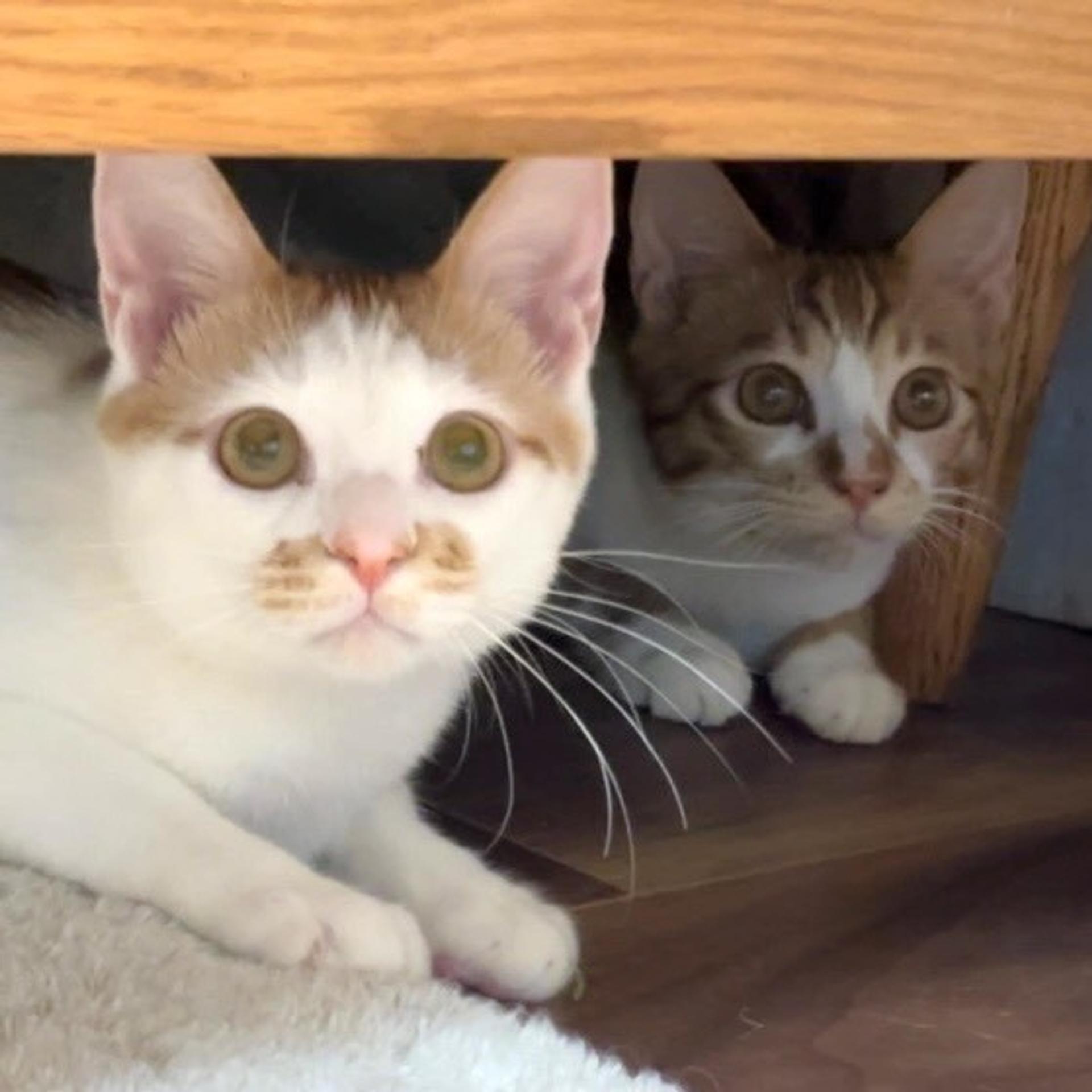 pet-image-8