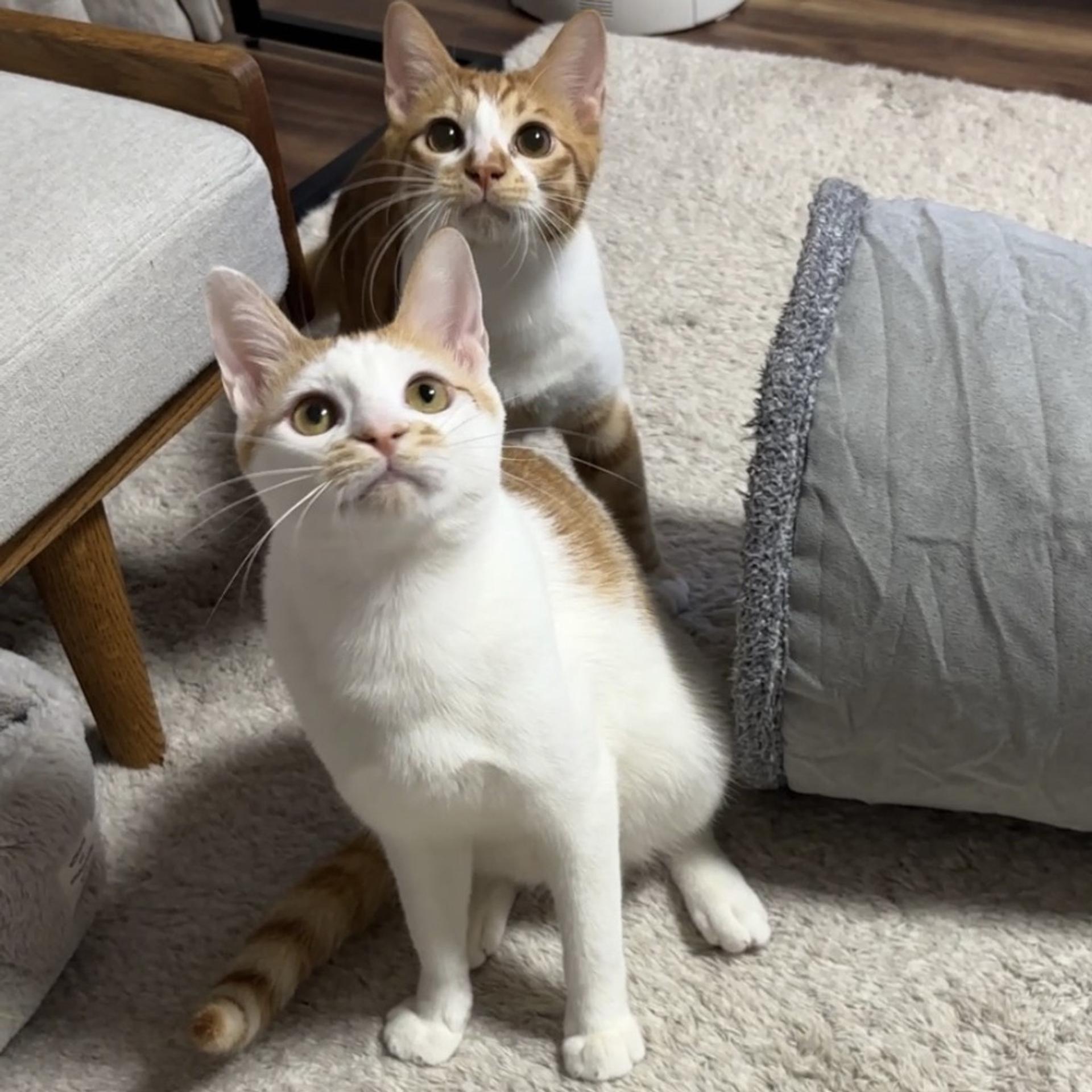 pet-image-7
