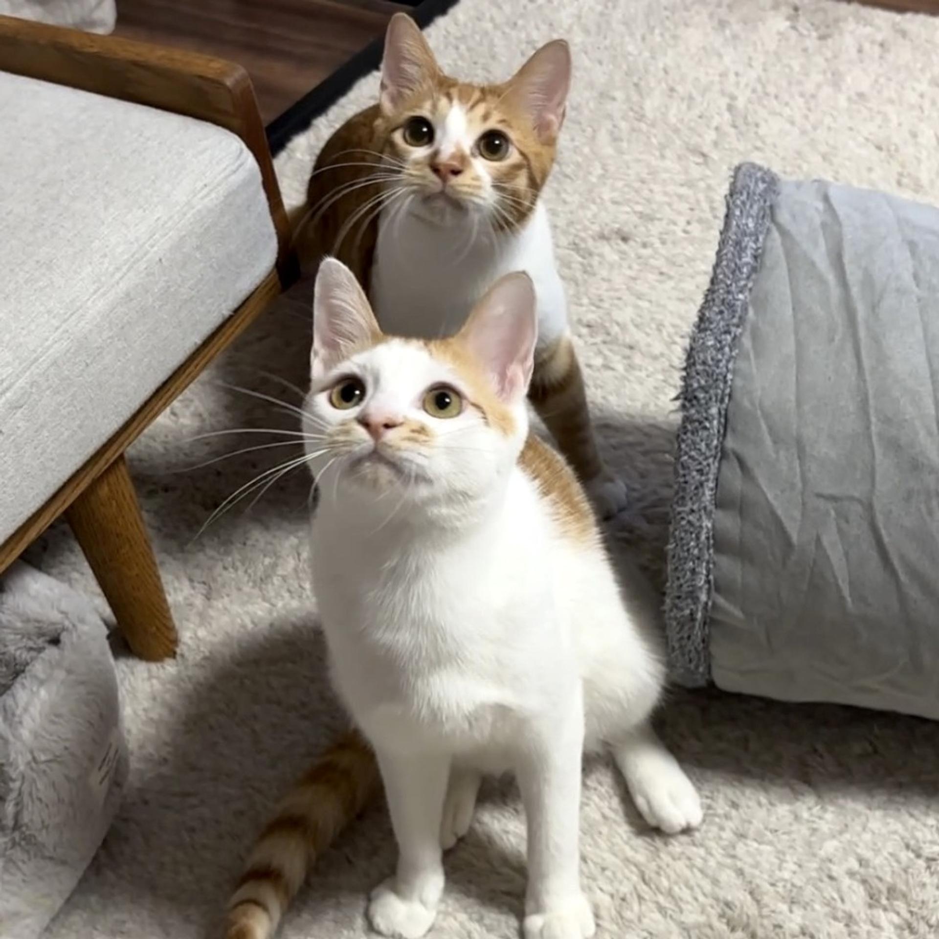 pet-image-9
