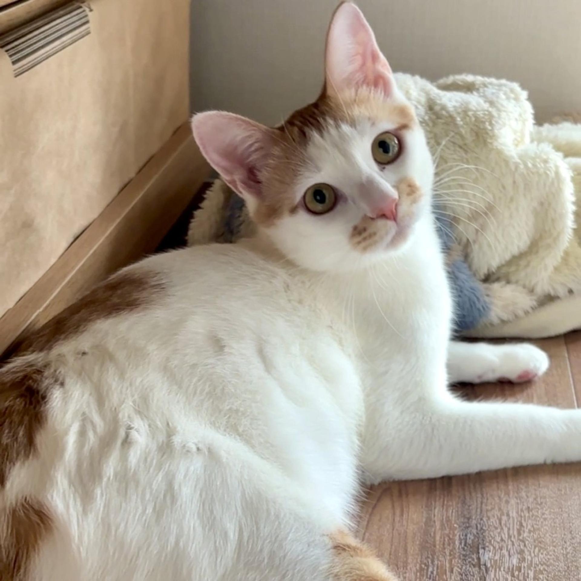 pet-image-2