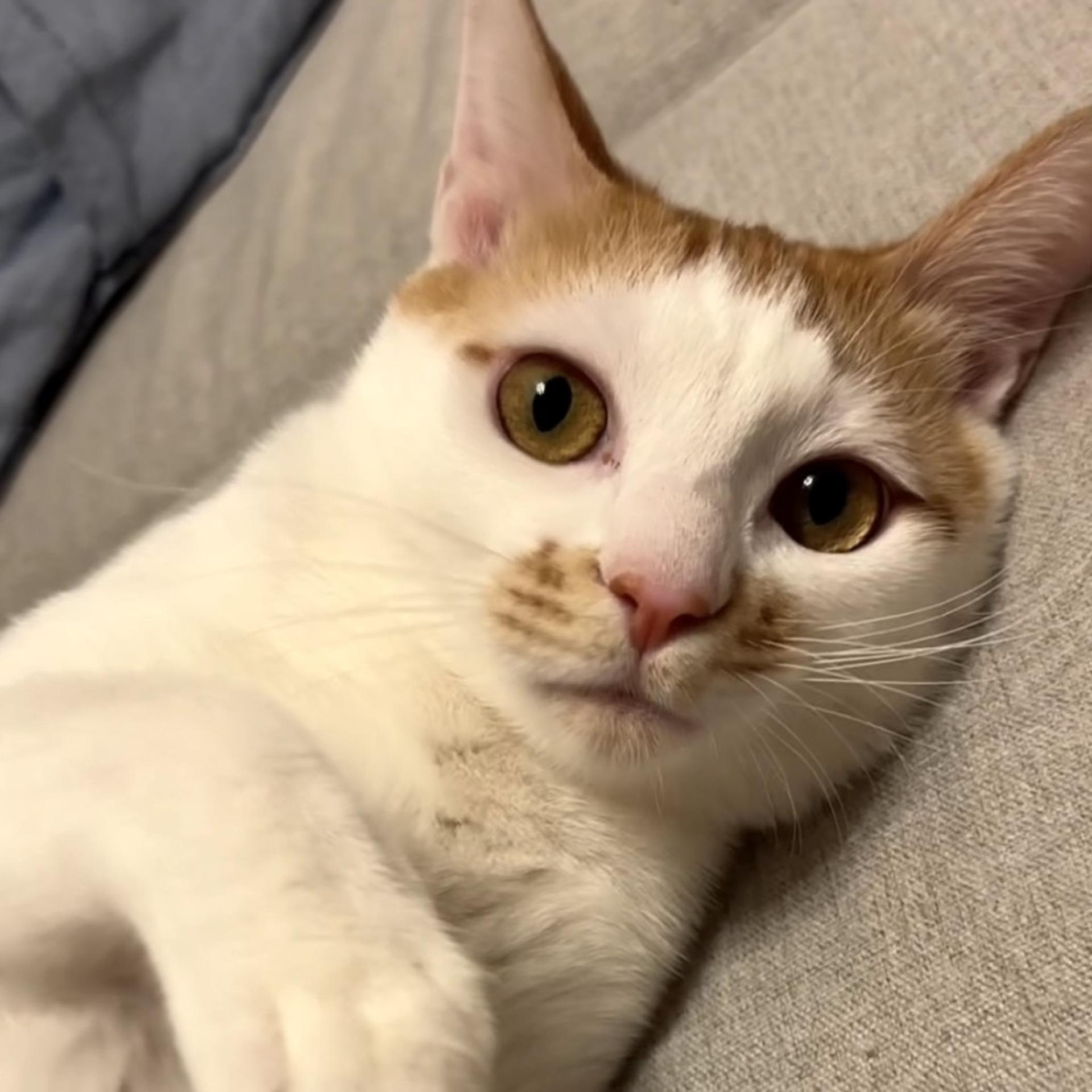 pet-image-4