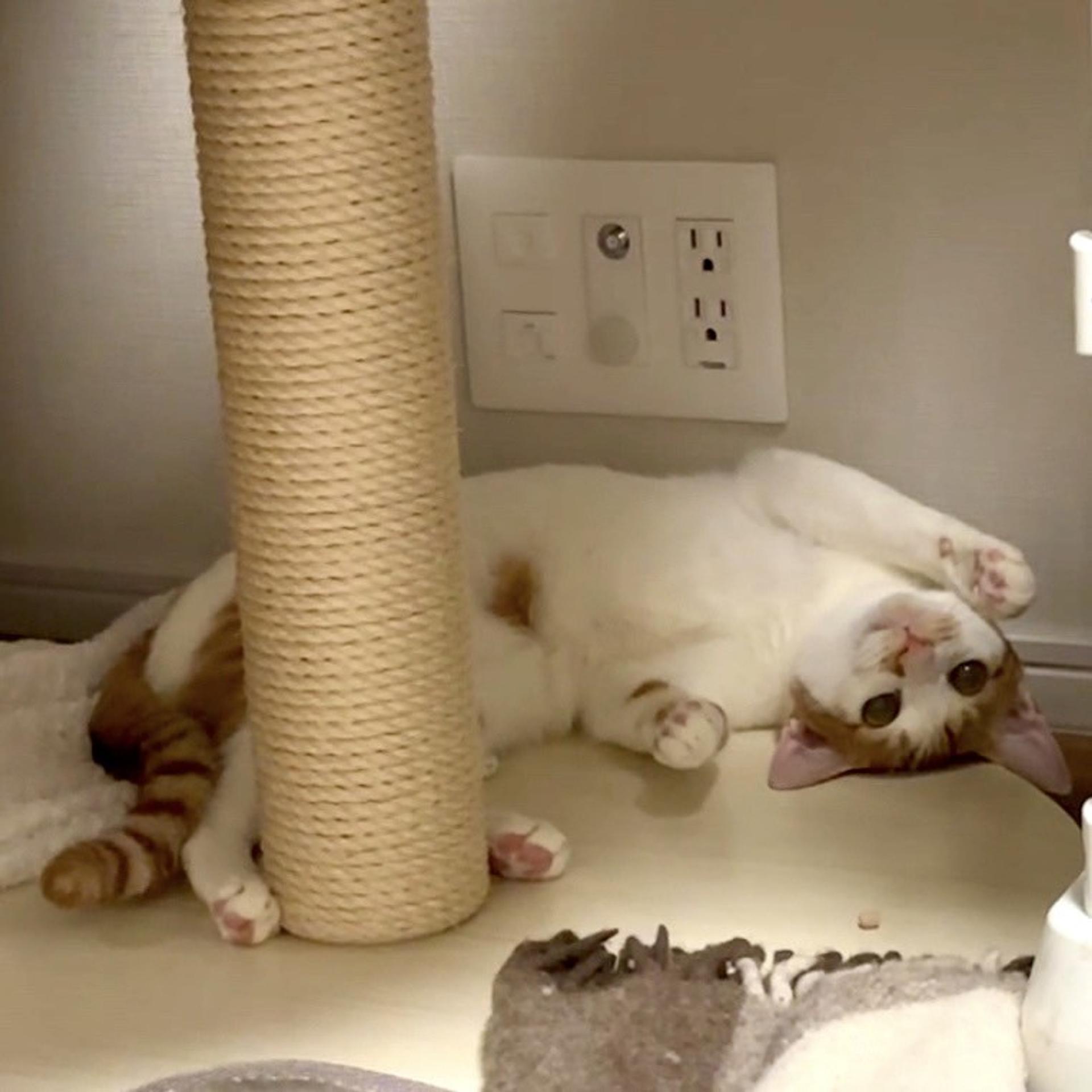 pet-image-9