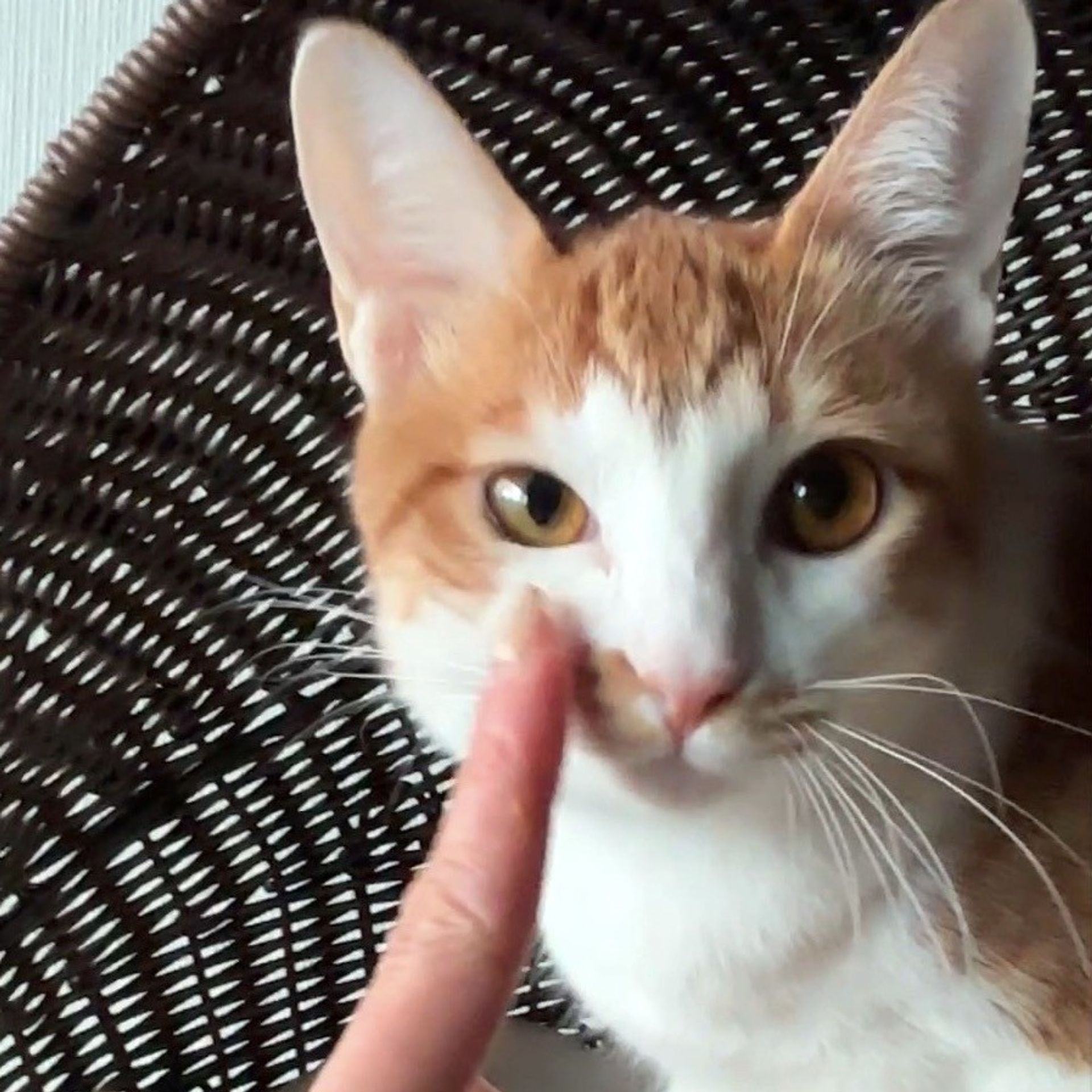 雑種（ミックス猫）・メスの里親募集の写真