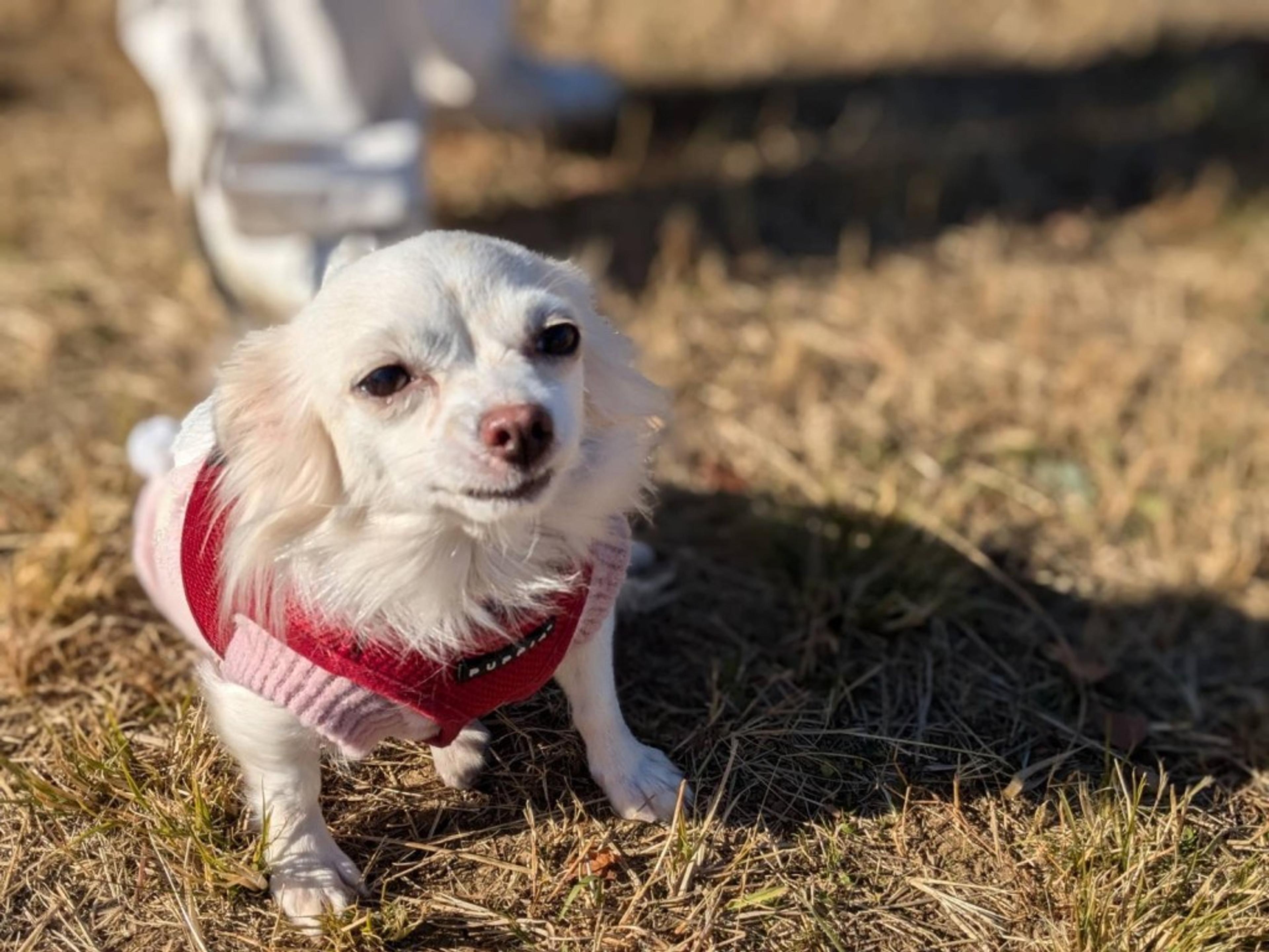 pet-image-4