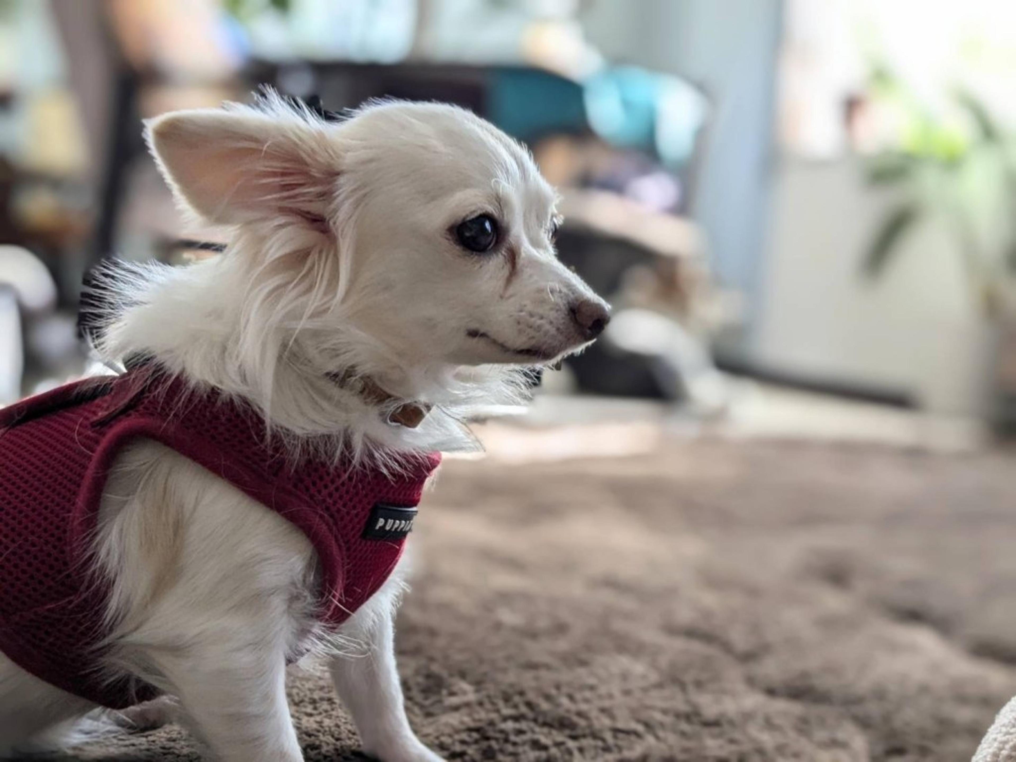 pet-image-5
