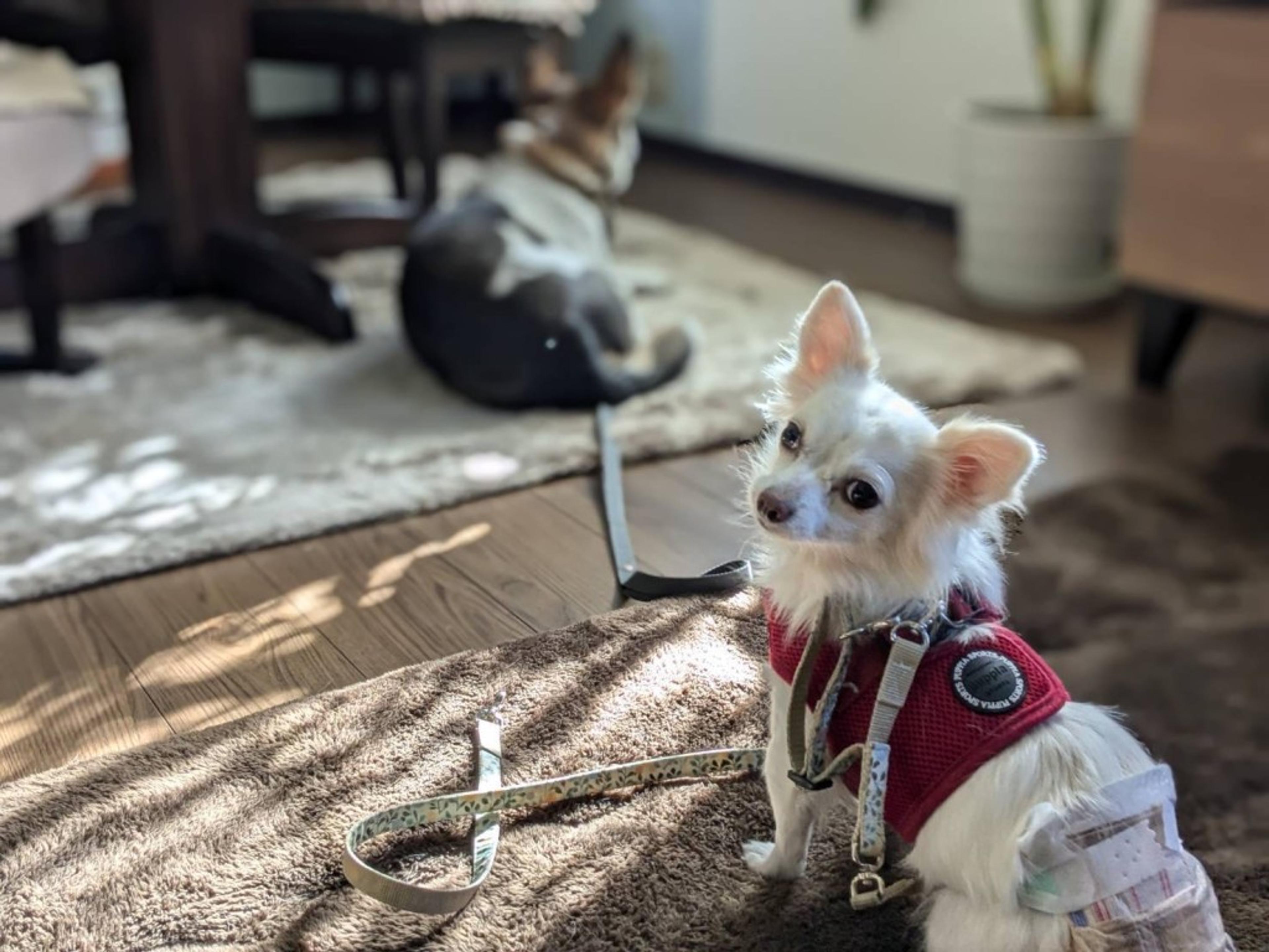 pet-image-6