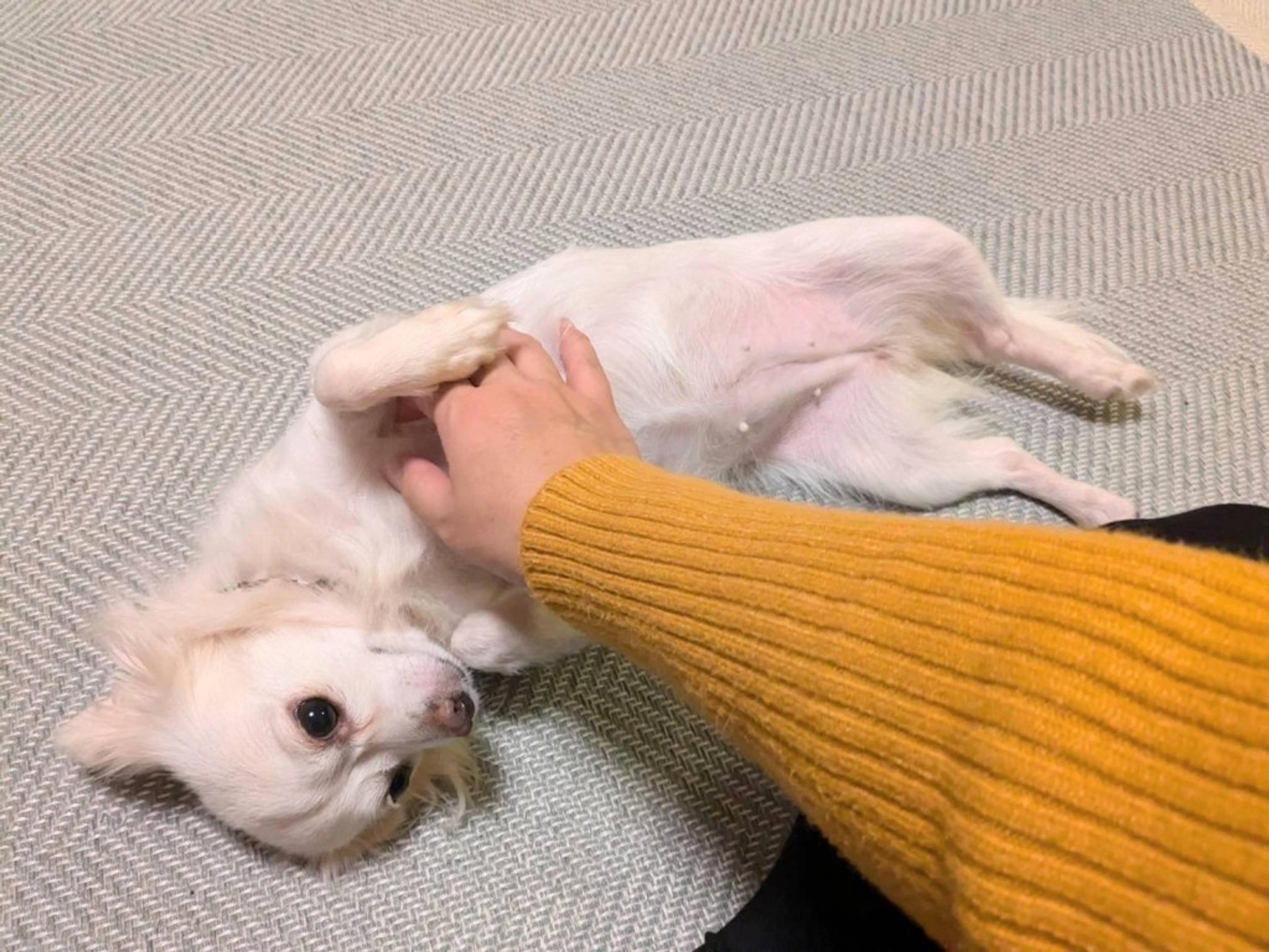 pet-image-7