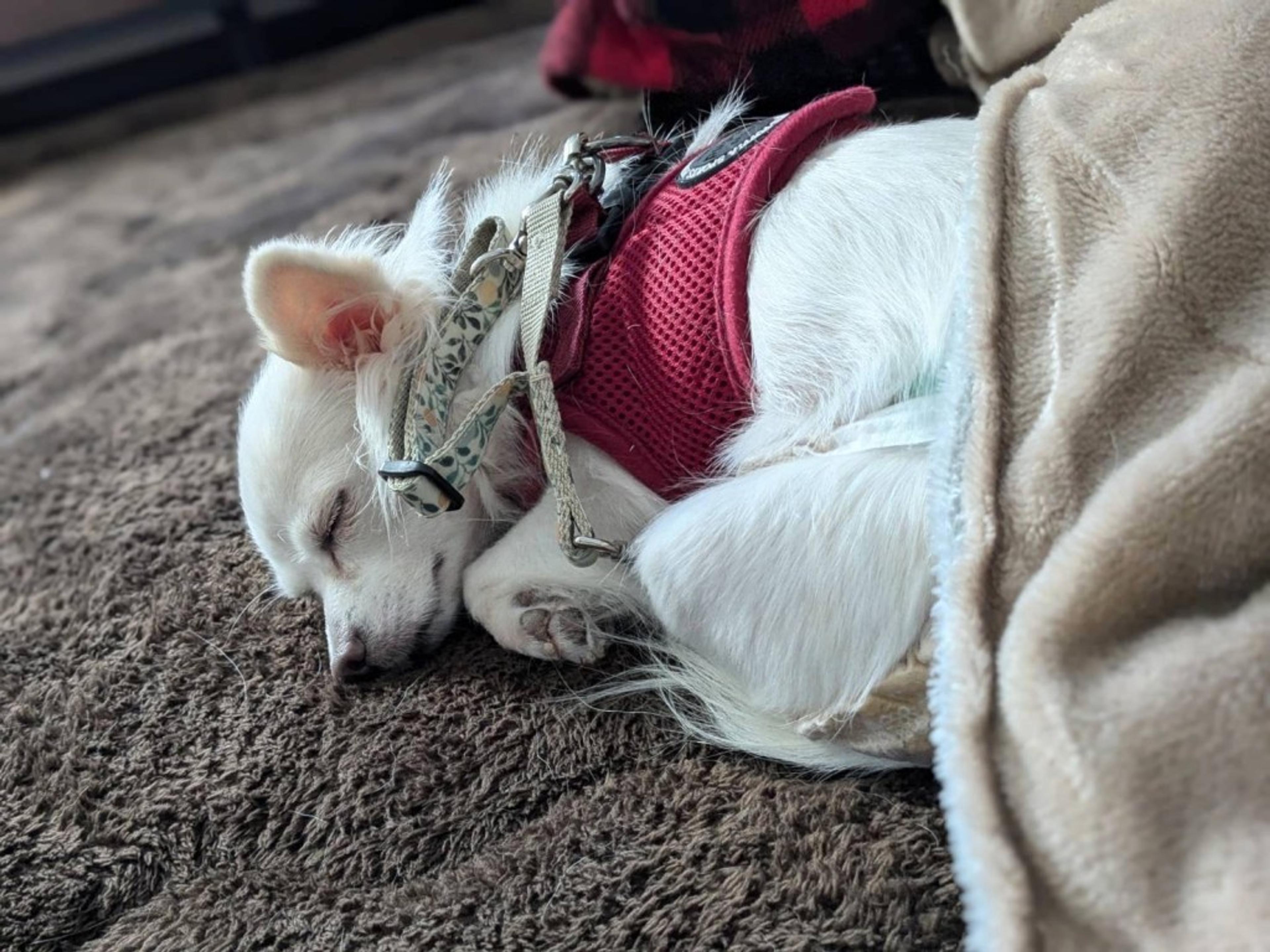 pet-image-8