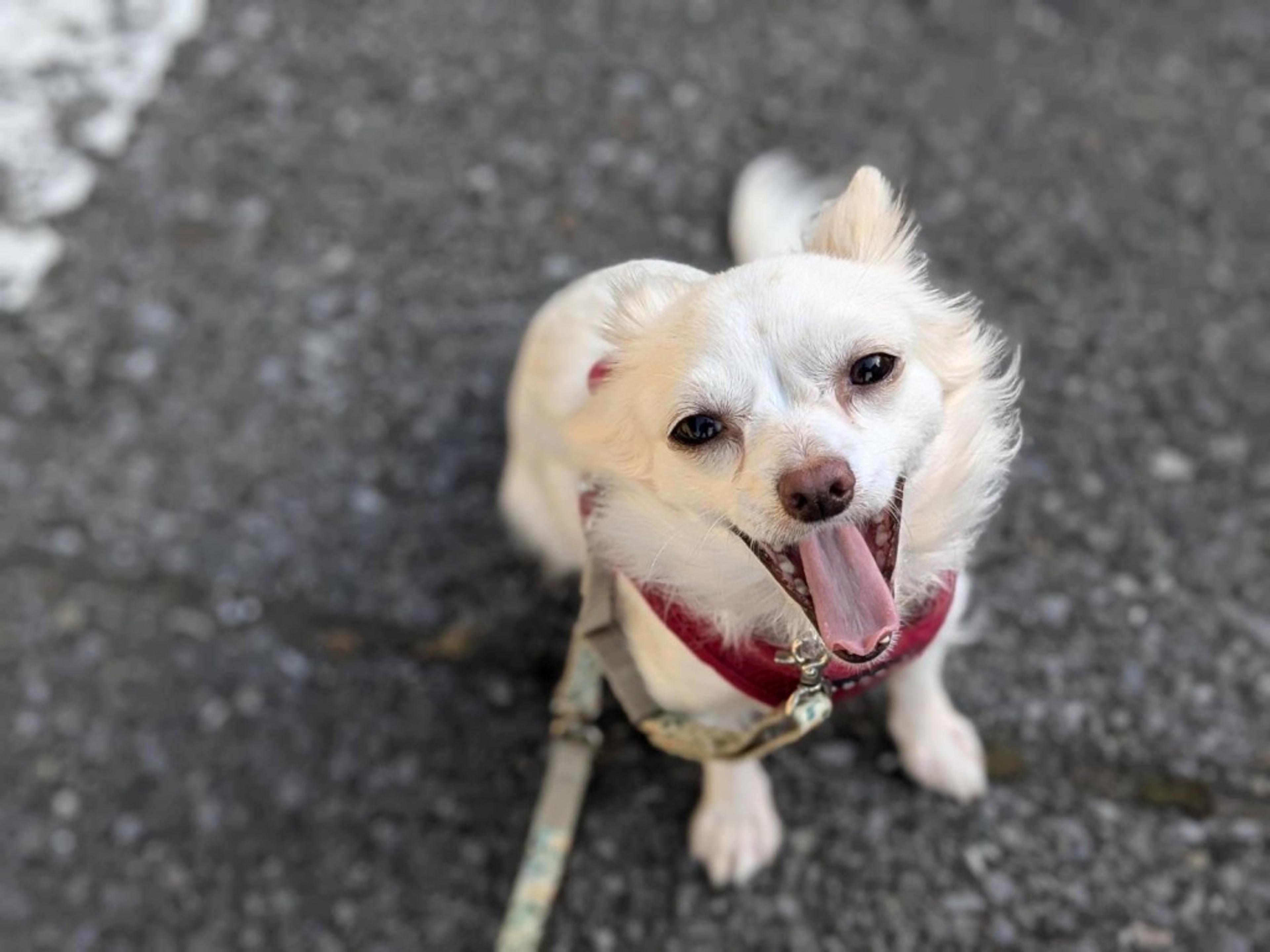 pet-image-2