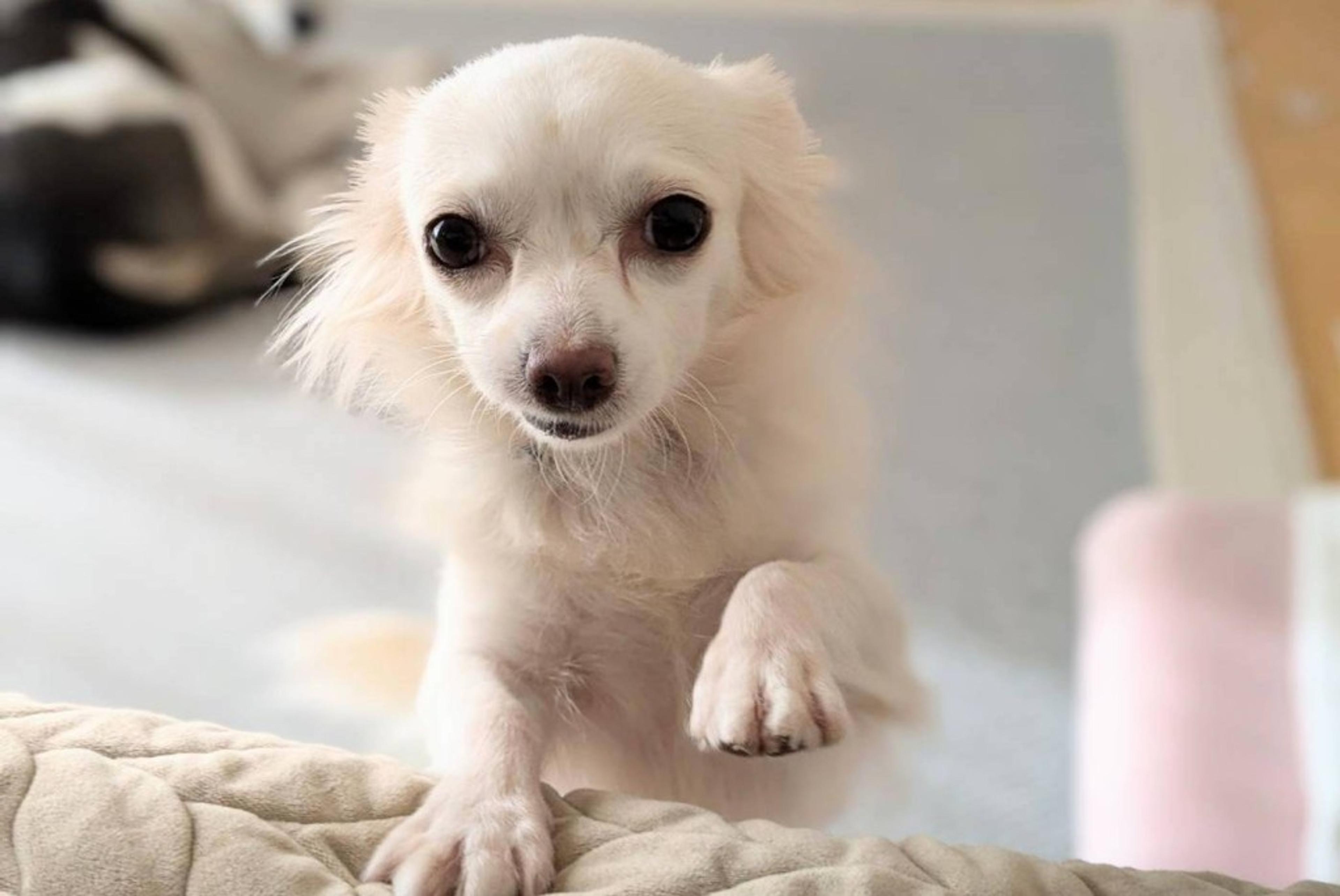 pet-image-3