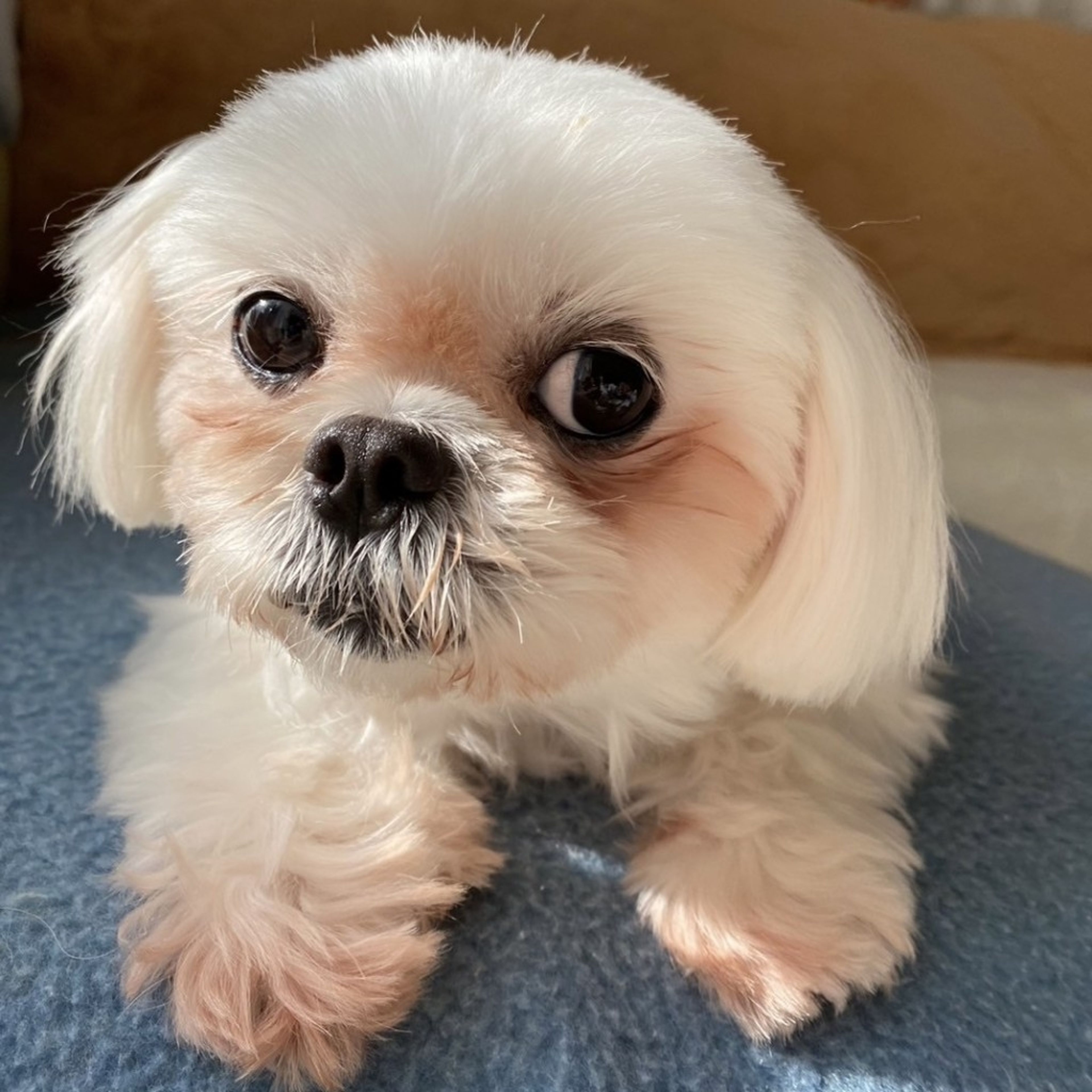 雑種（ミックス犬）・メスの里親募集の写真