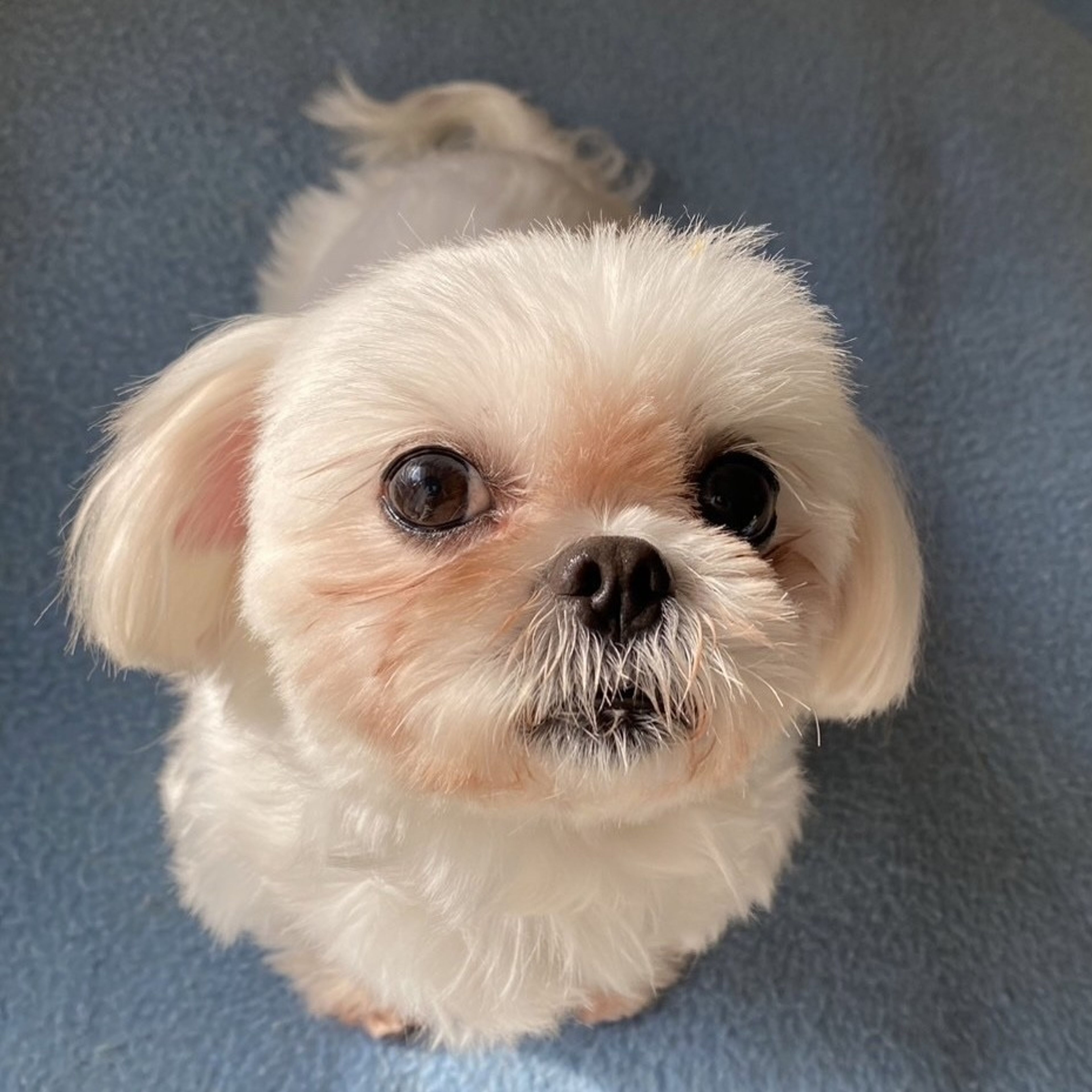 pet-image-3