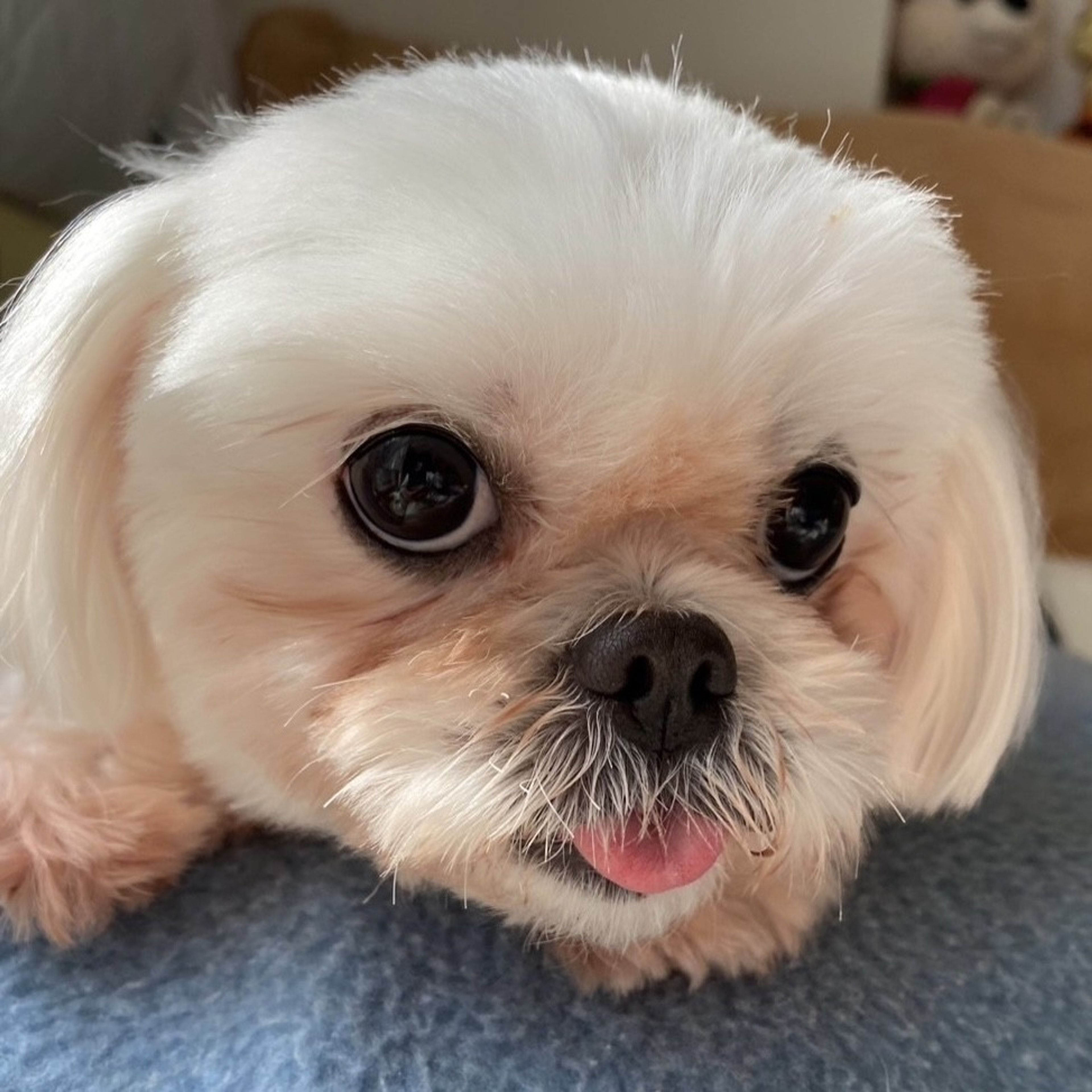pet-image-4