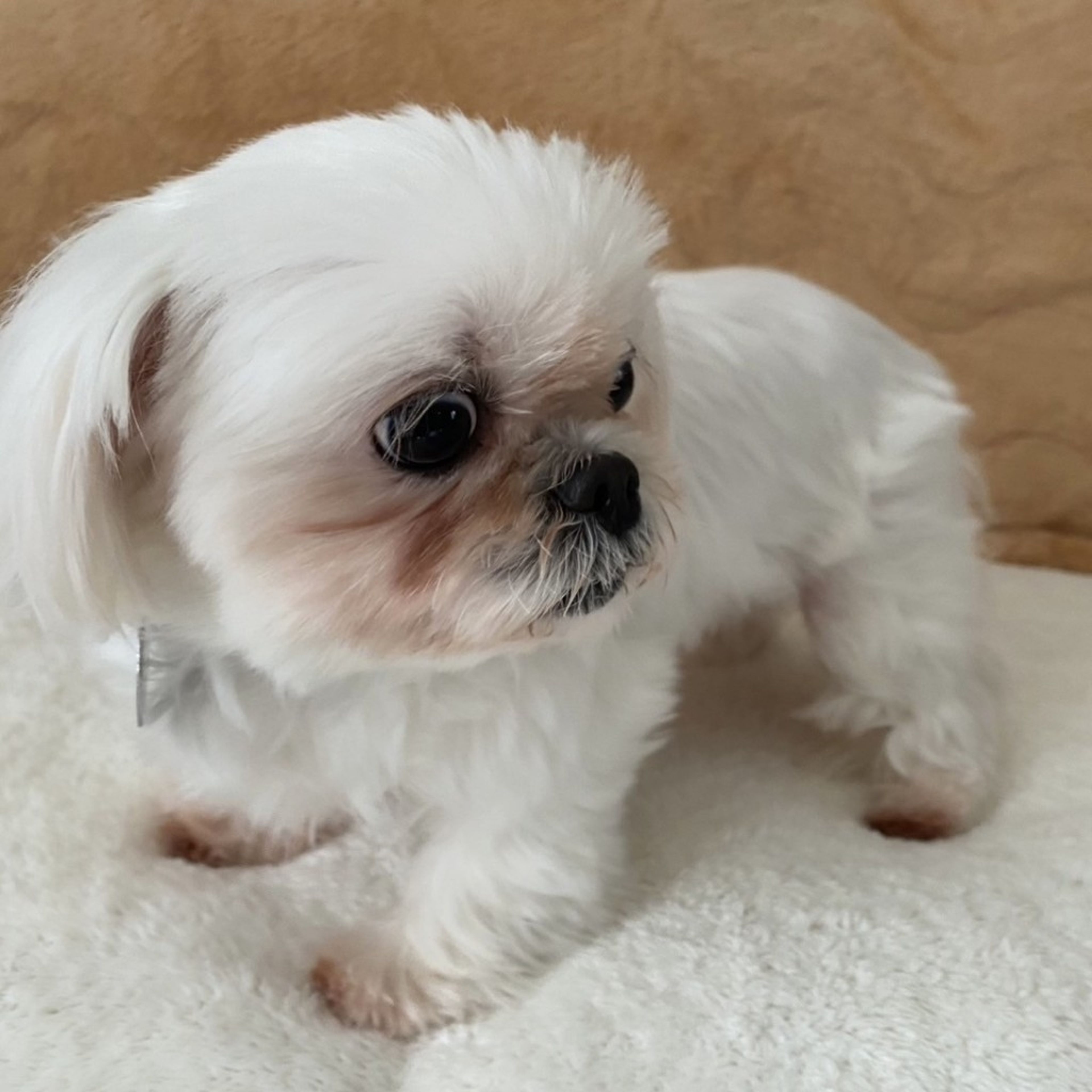 pet-image-5