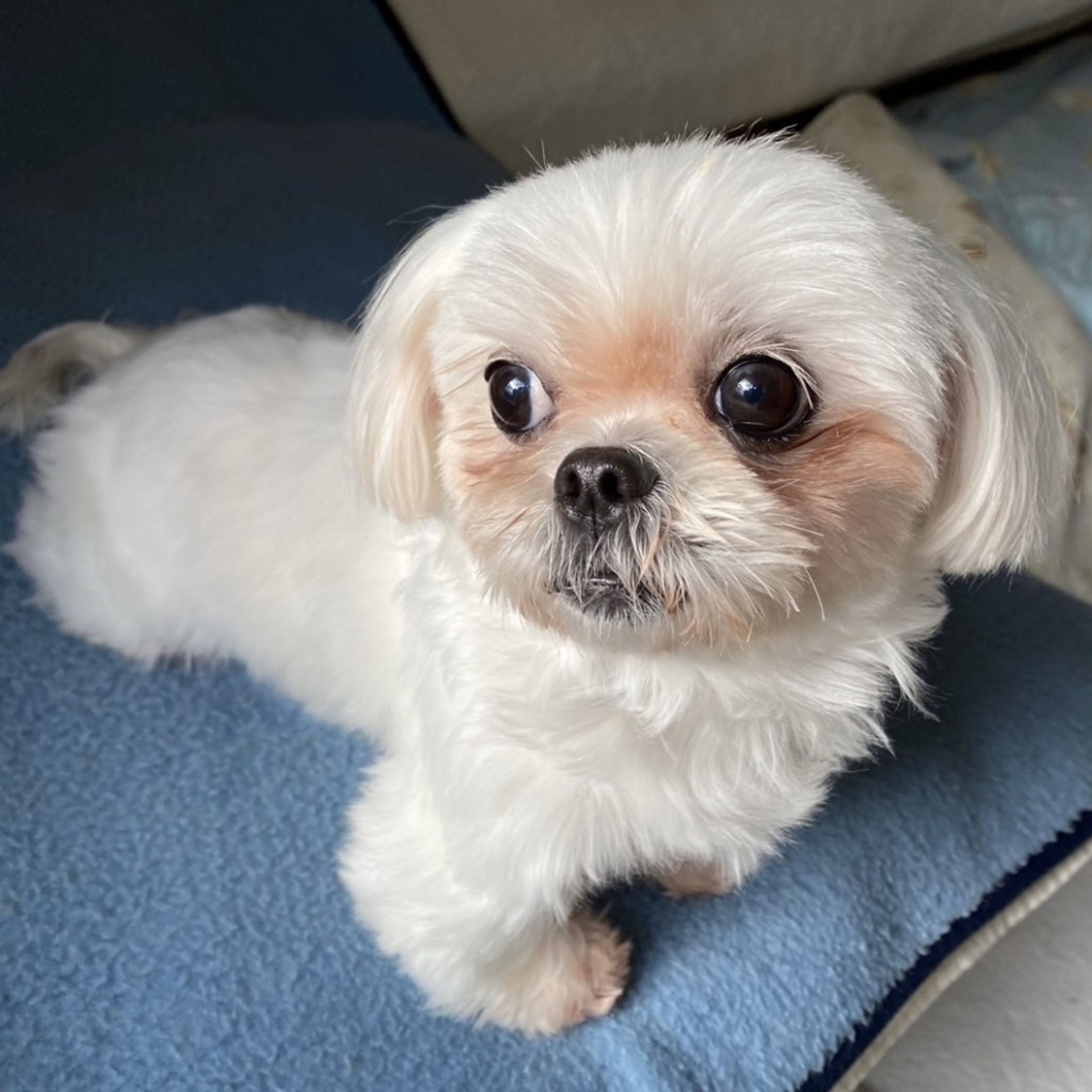 pet-image-6