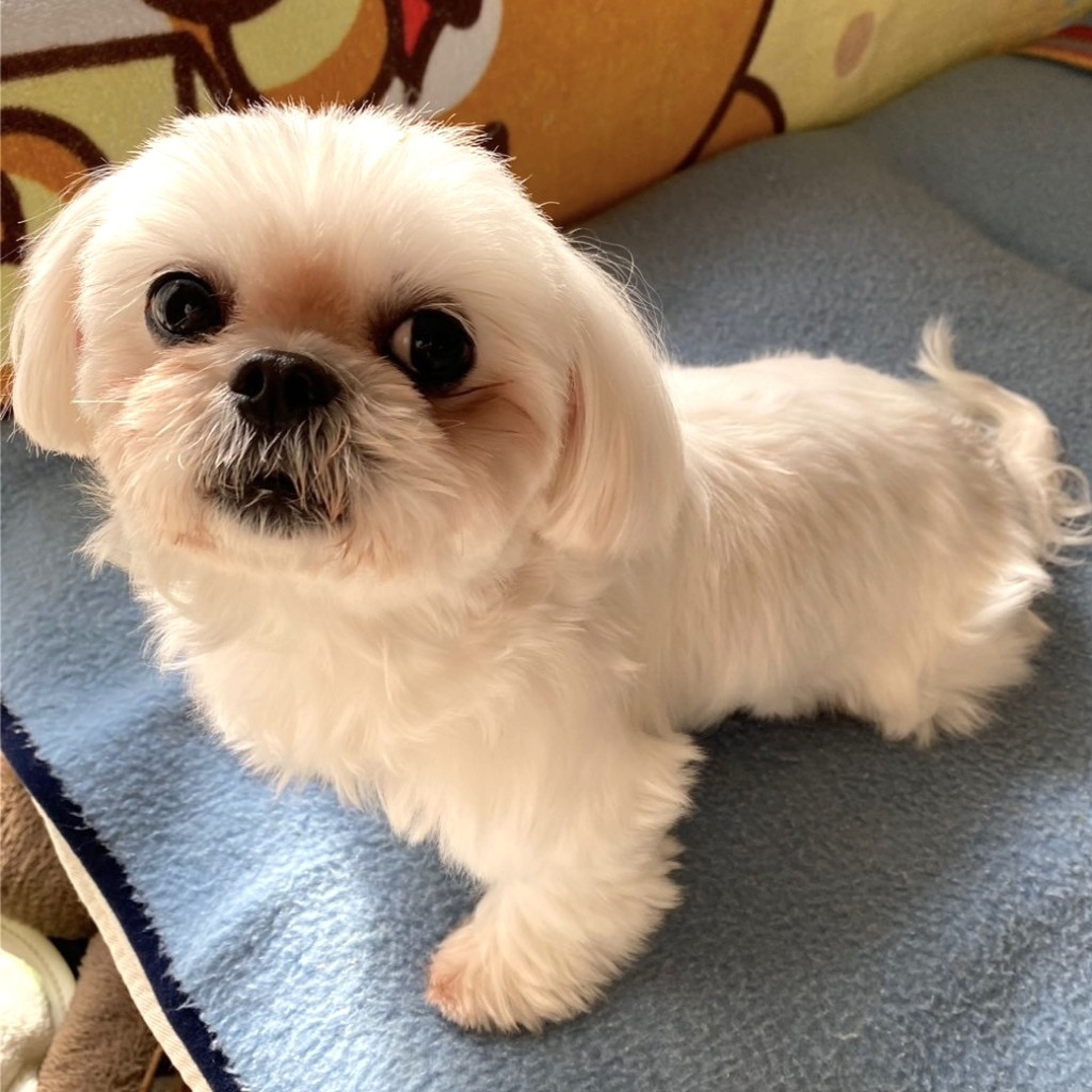 pet-image-7