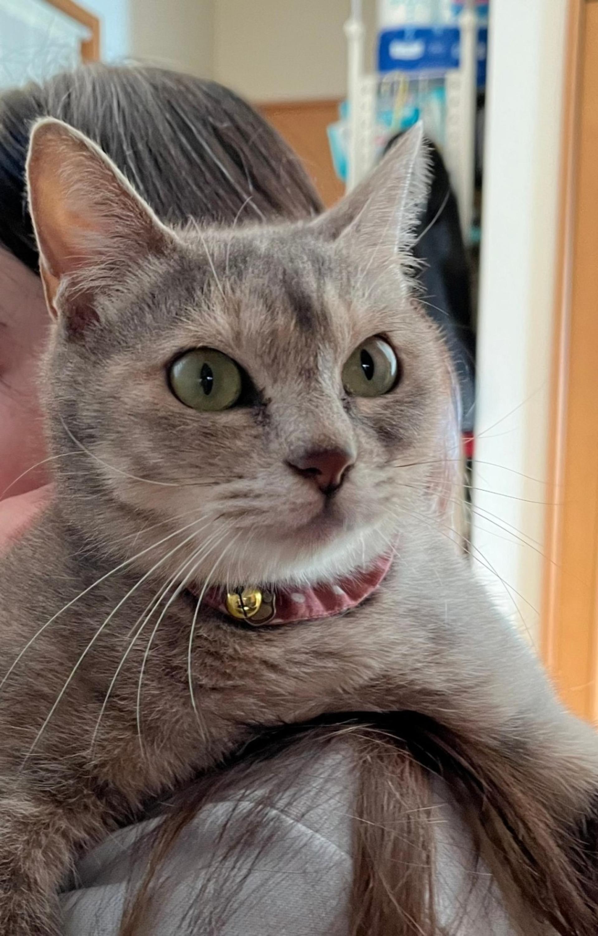 pet-image-3