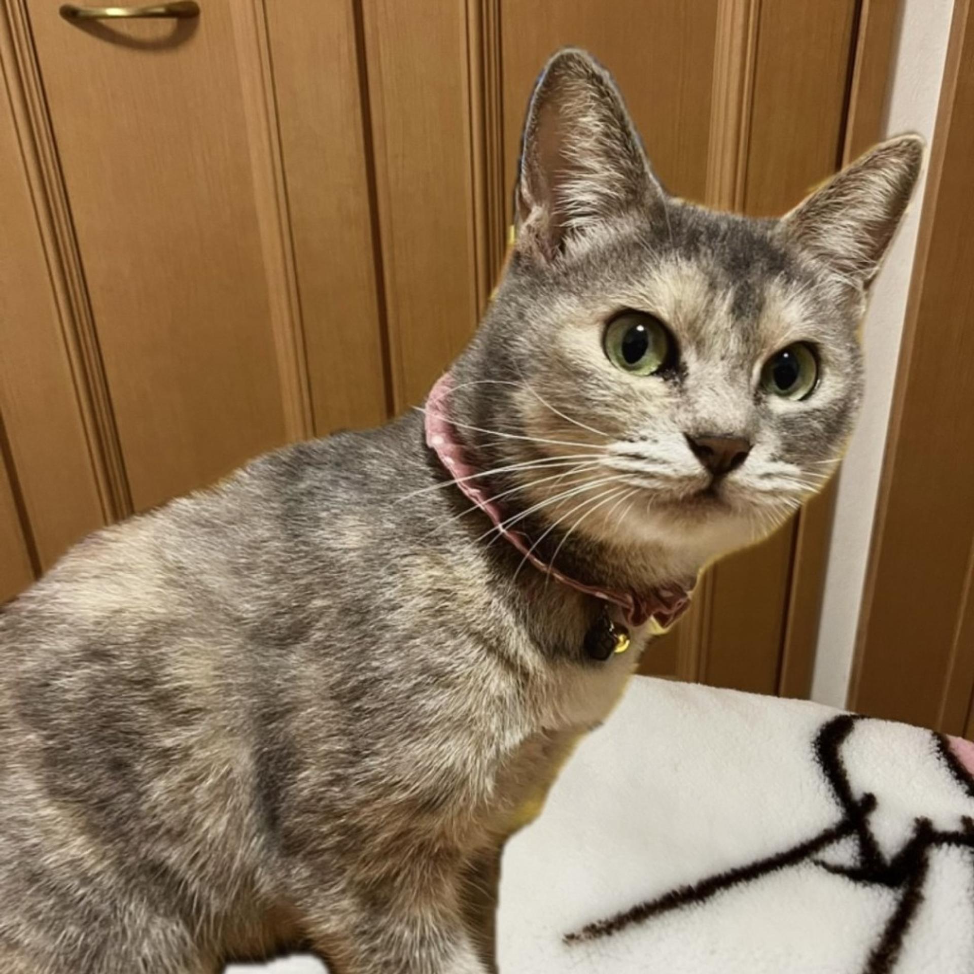 pet-image-4