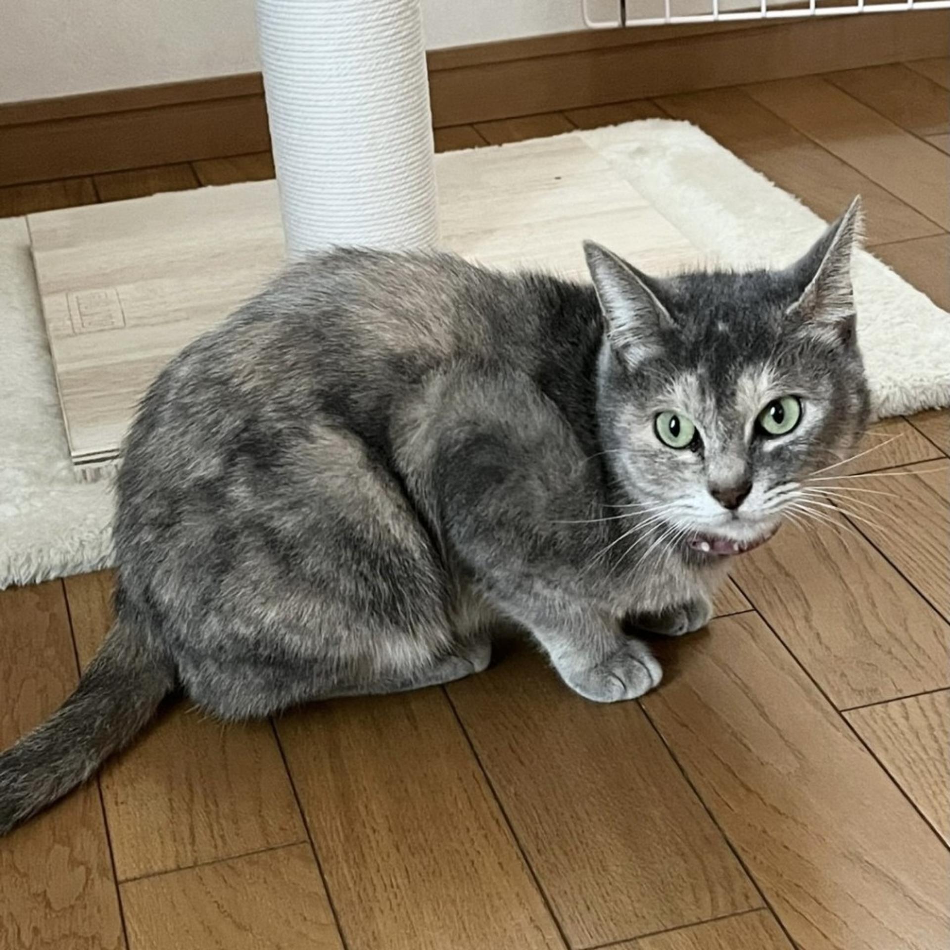 pet-image-6