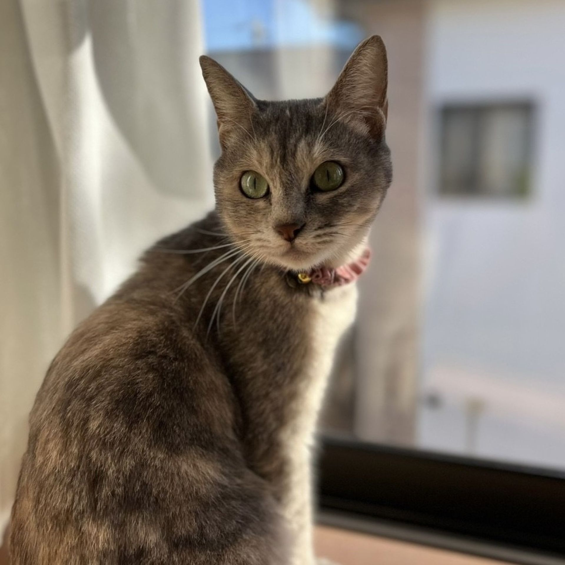 雑種（ミックス猫）・メスの里親募集の写真