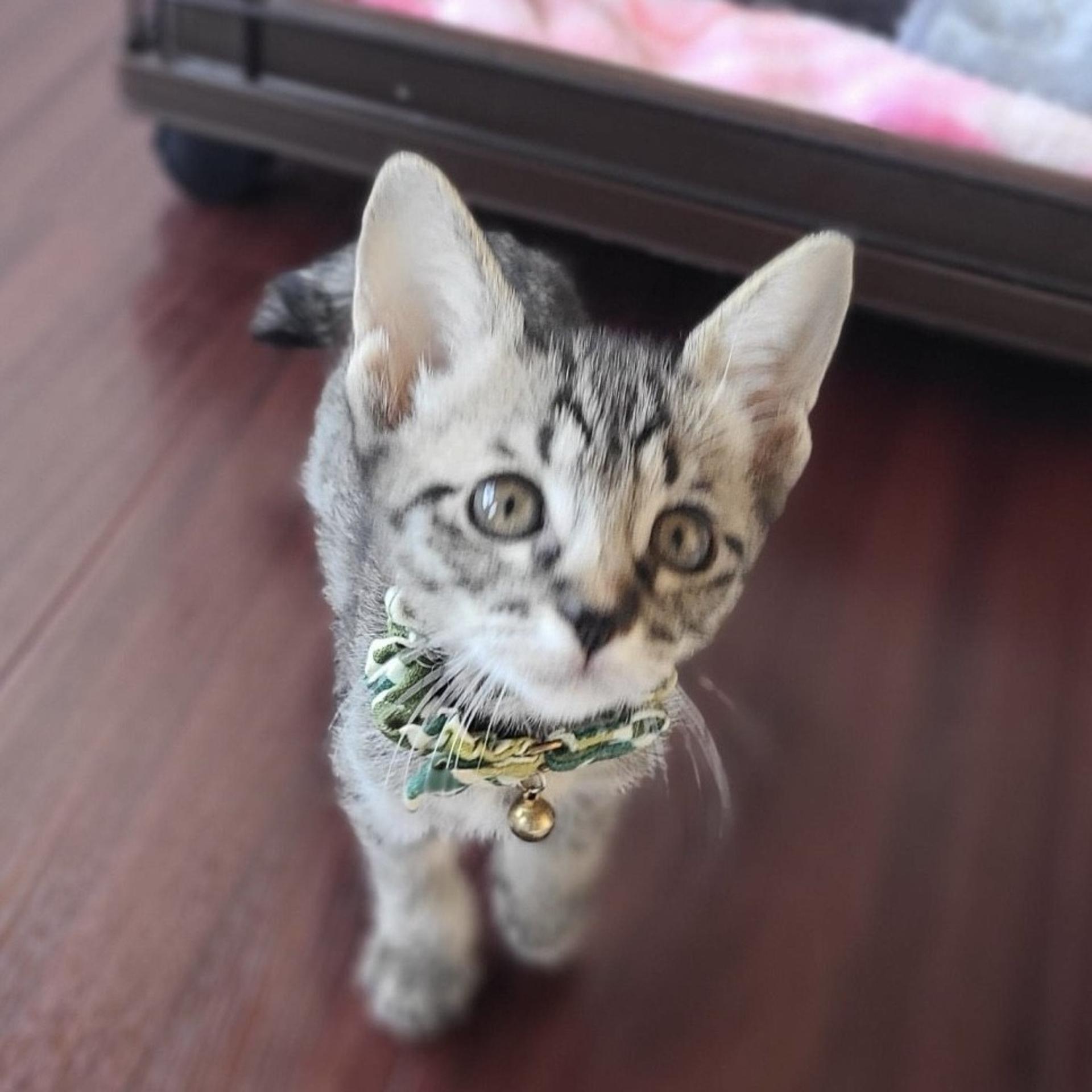 pet-image-9