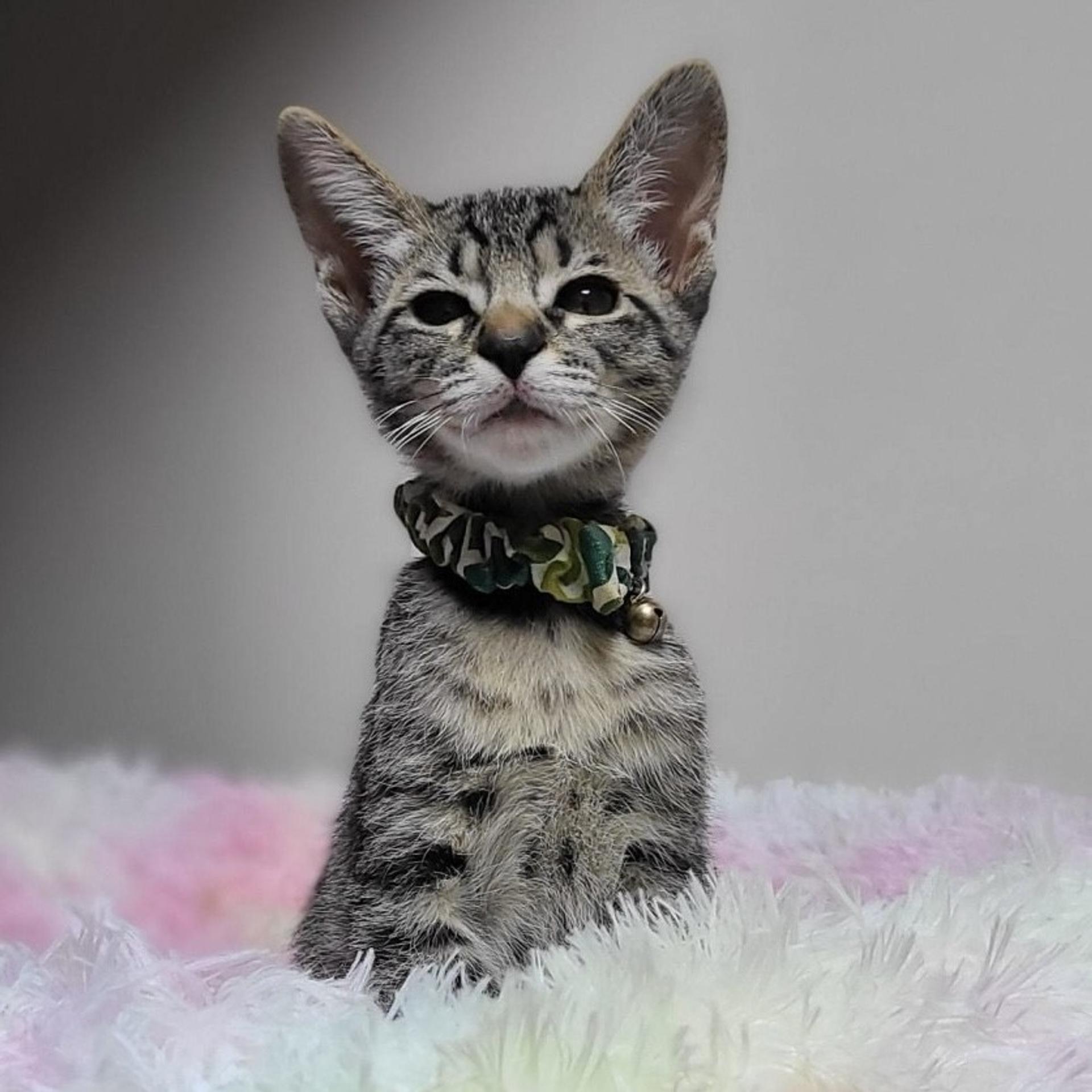 pet-image-3