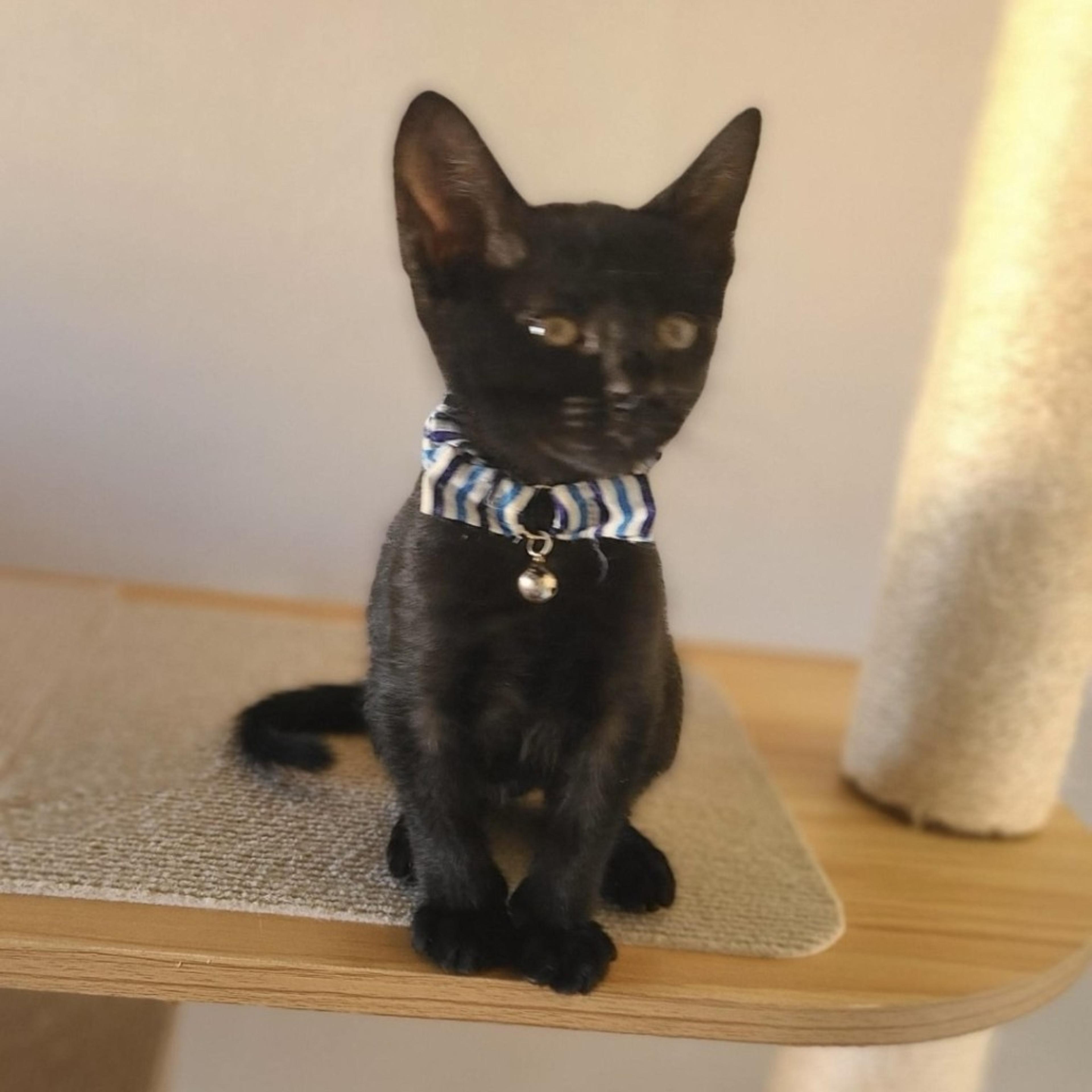 pet-image-5