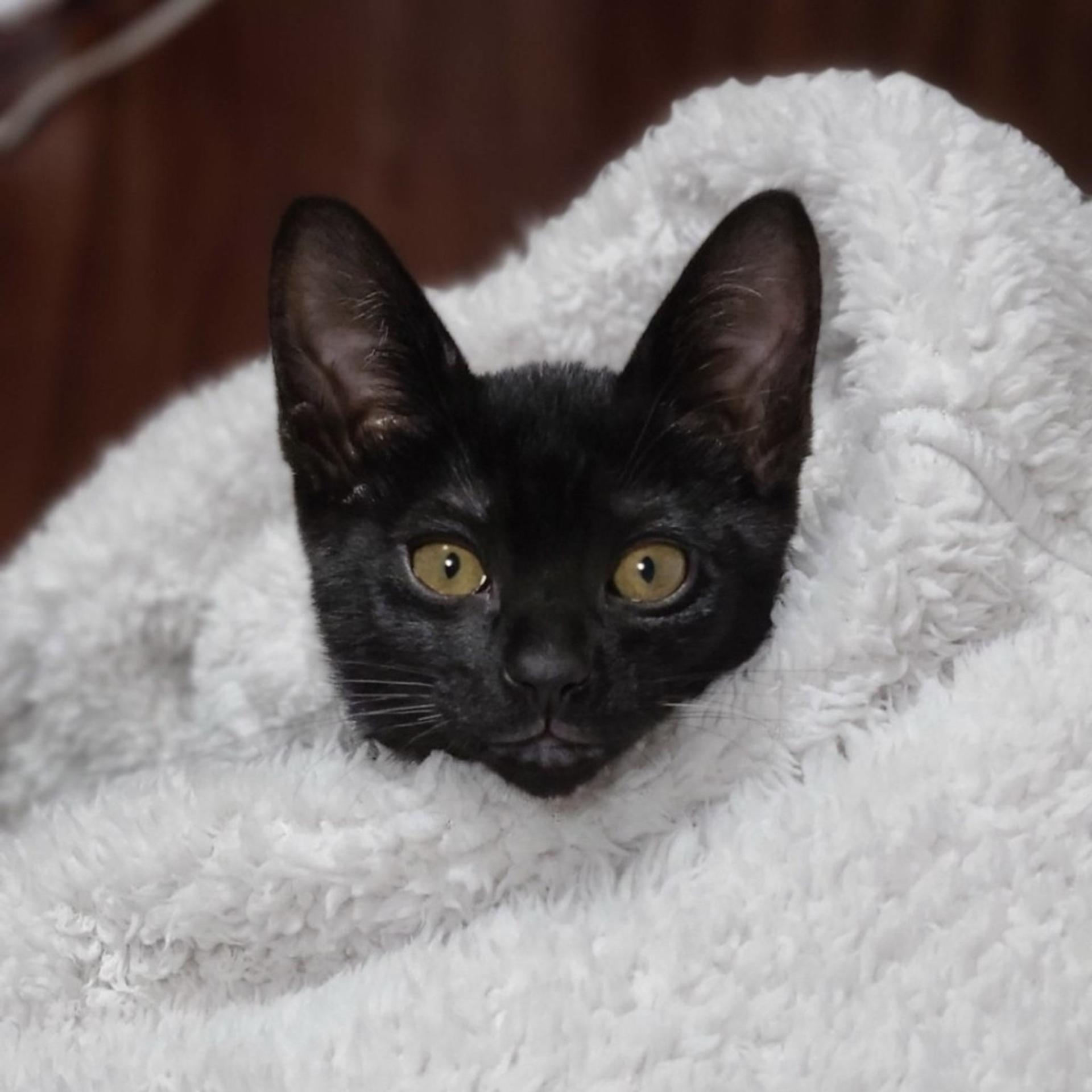 pet-image-4