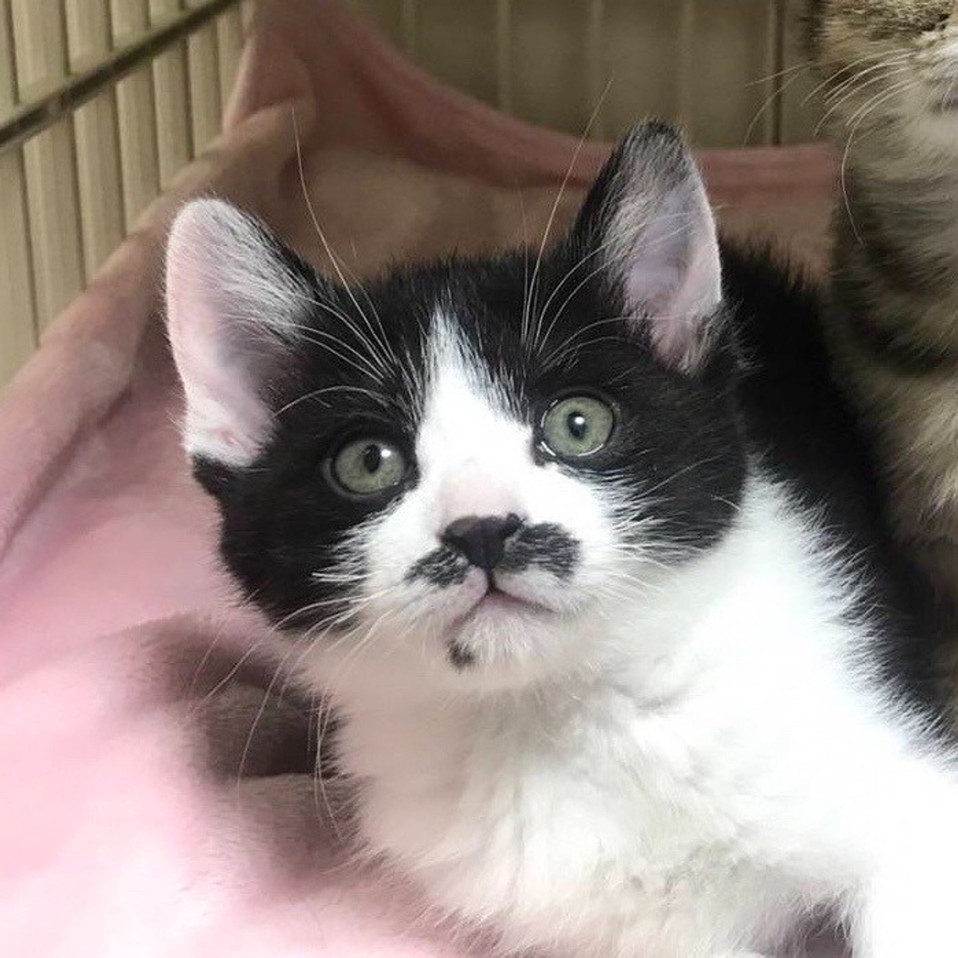雑種（ミックス猫）・メスの里親募集の写真