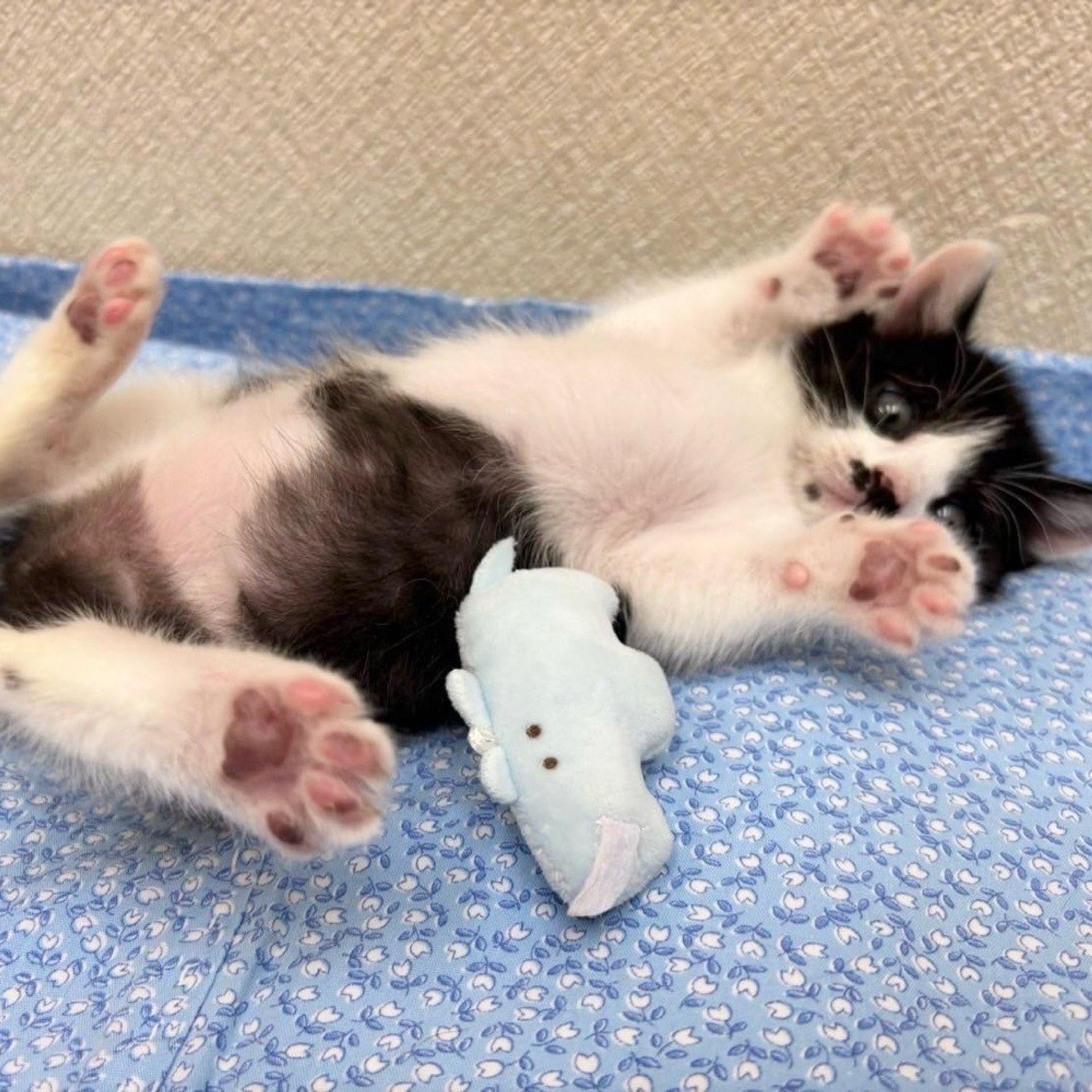 pet-image-6