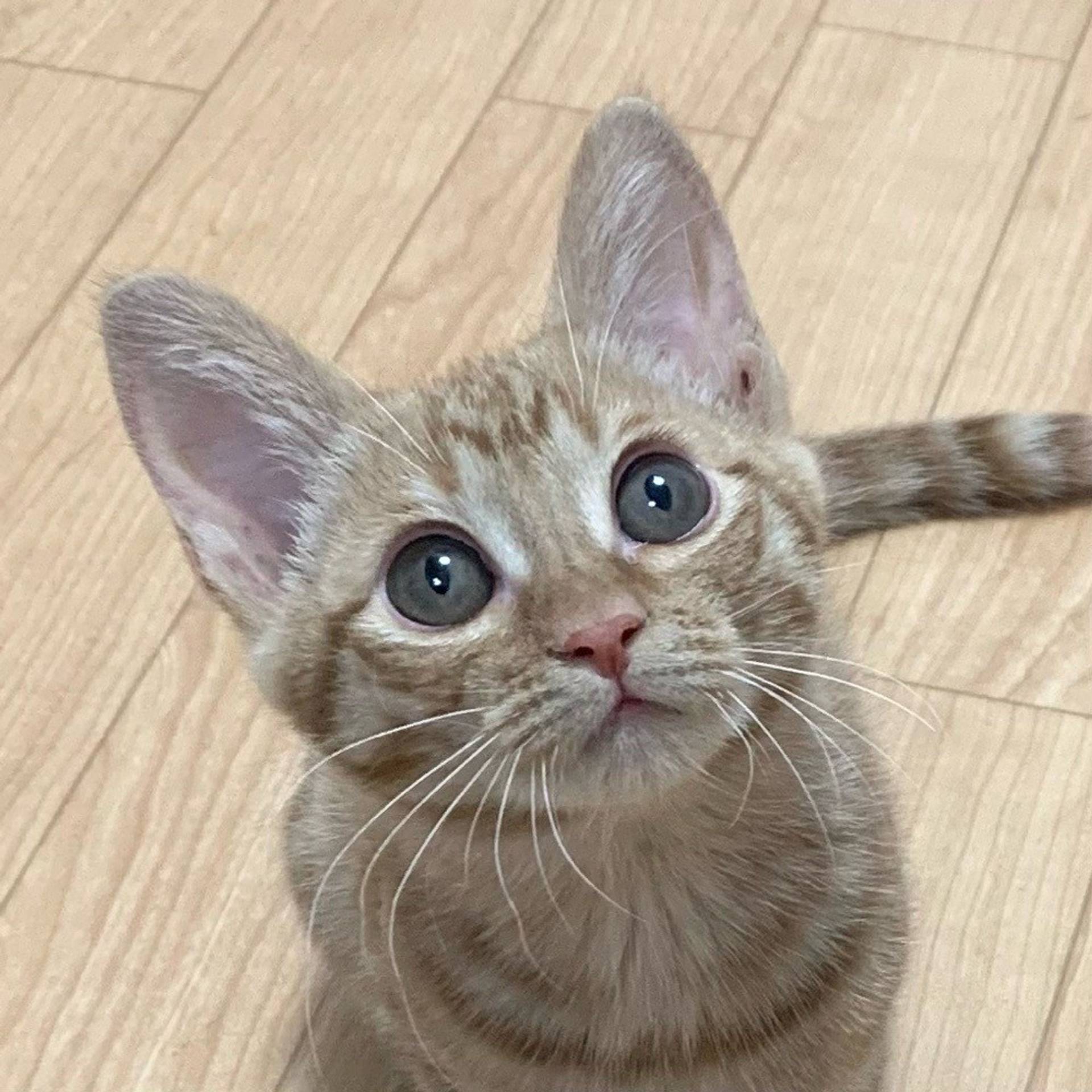 雑種（ミックス猫）・メスの里親募集の写真