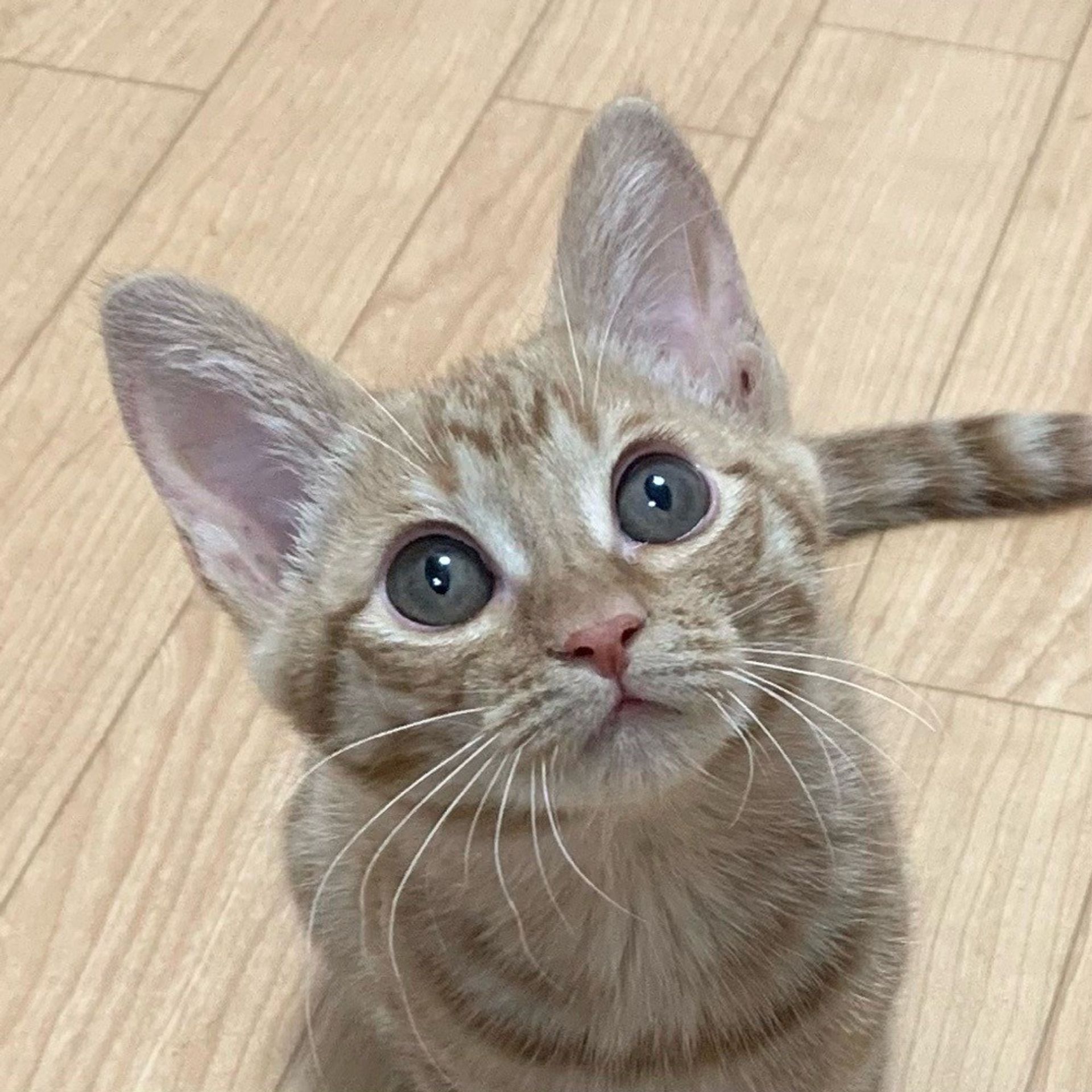雑種（ミックス猫）・メスの里親募集の写真