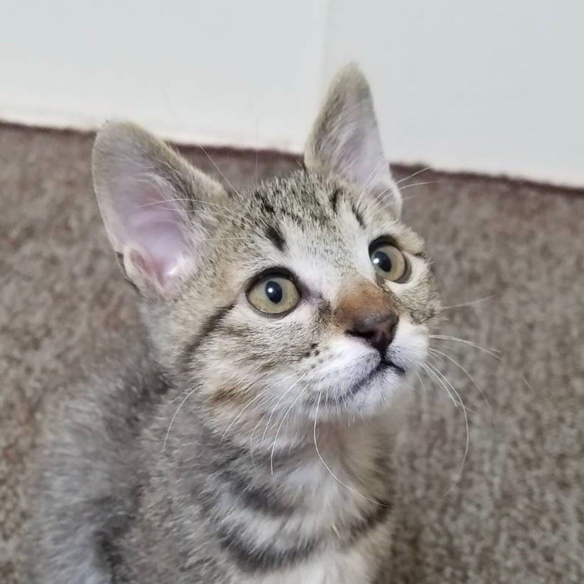 雑種（ミックス猫）・オスの里親募集の写真