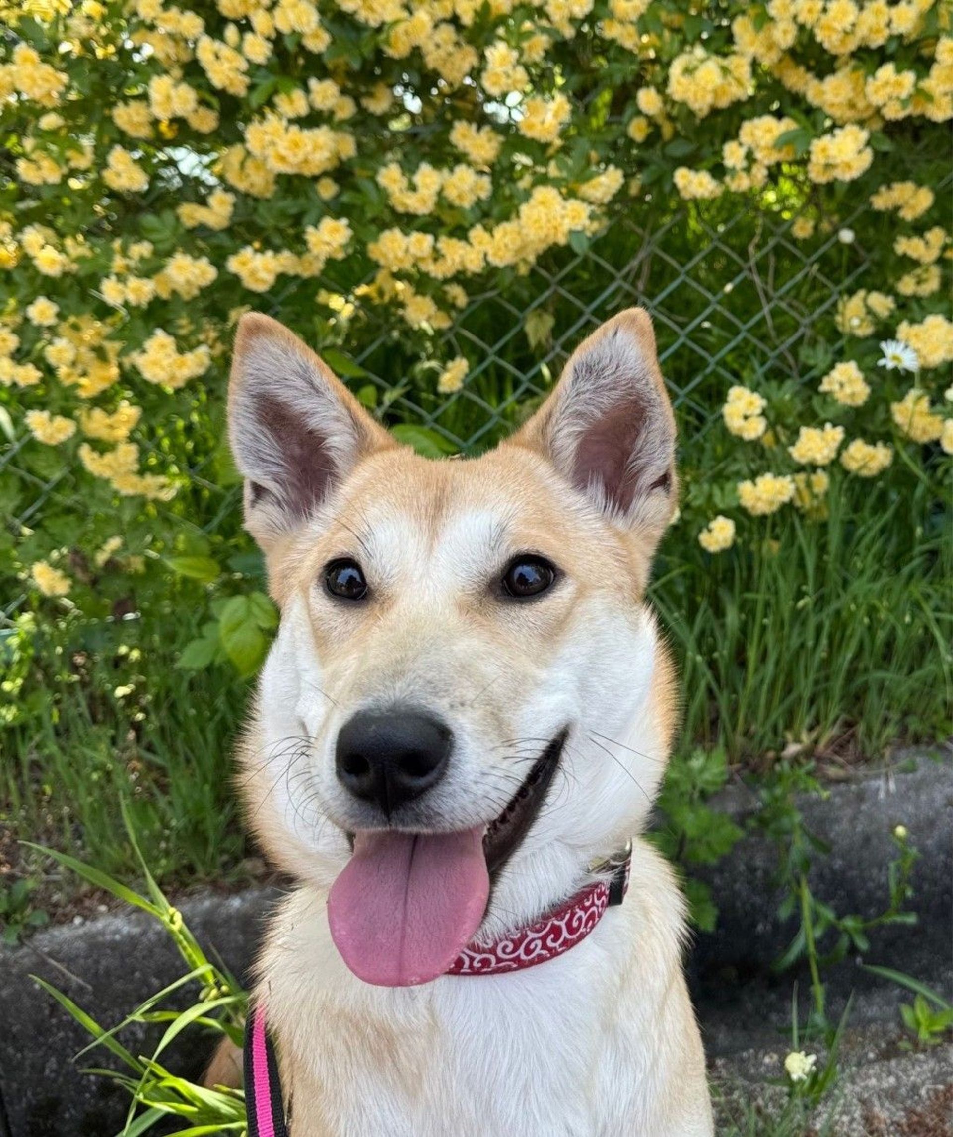 雑種（ミックス犬）・メスの里親募集の写真