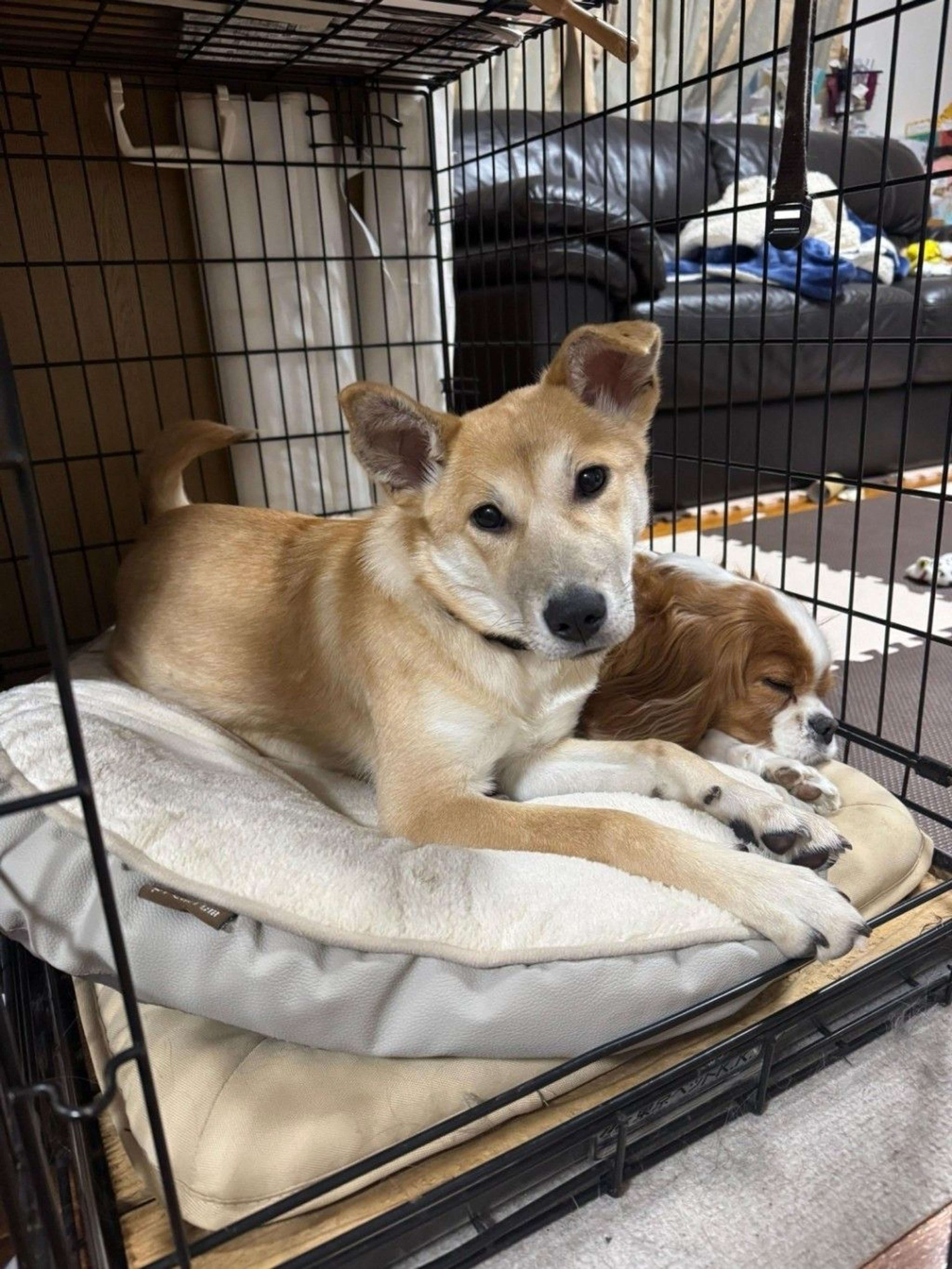 pet-image-2