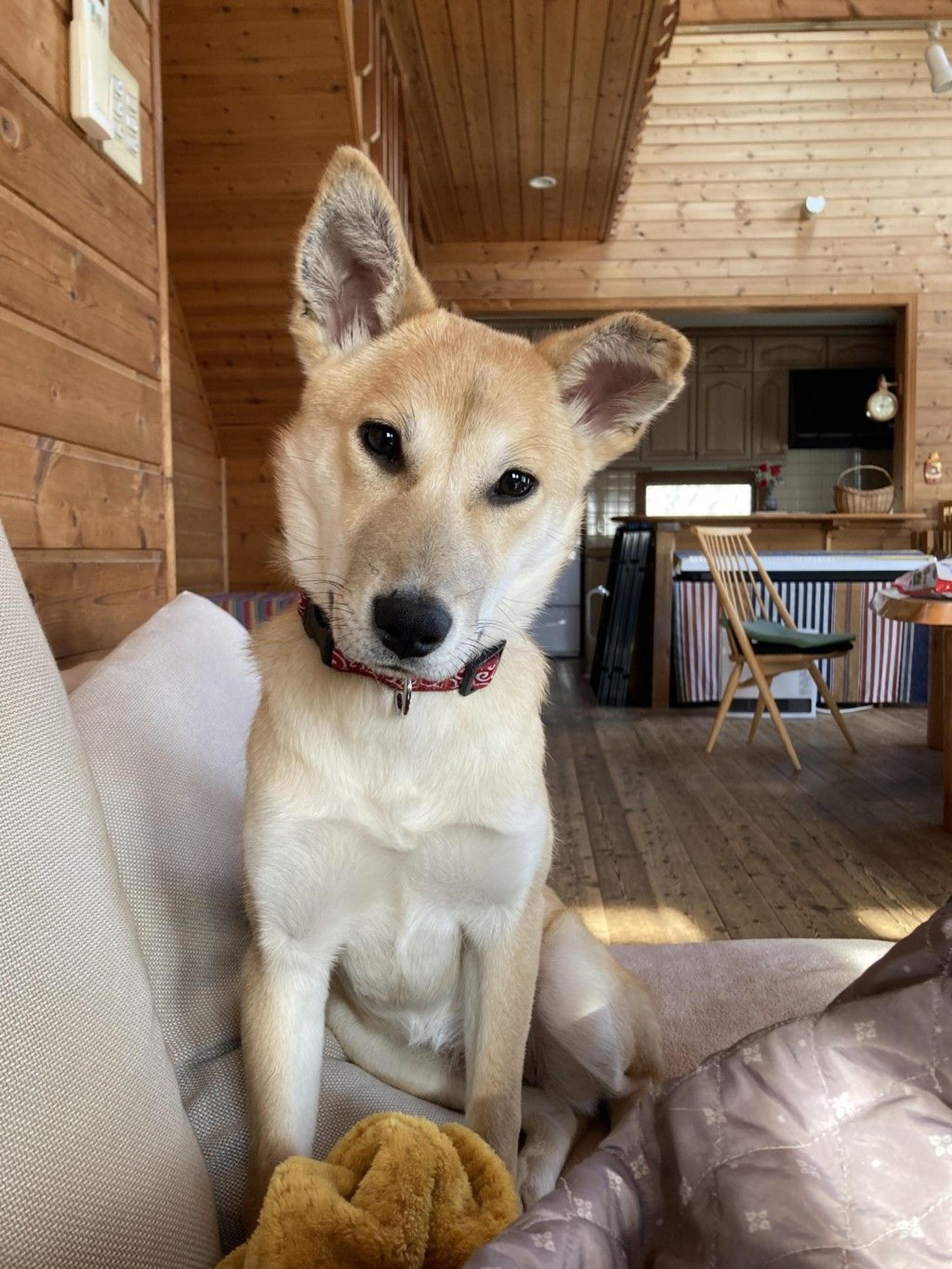 pet-image-3