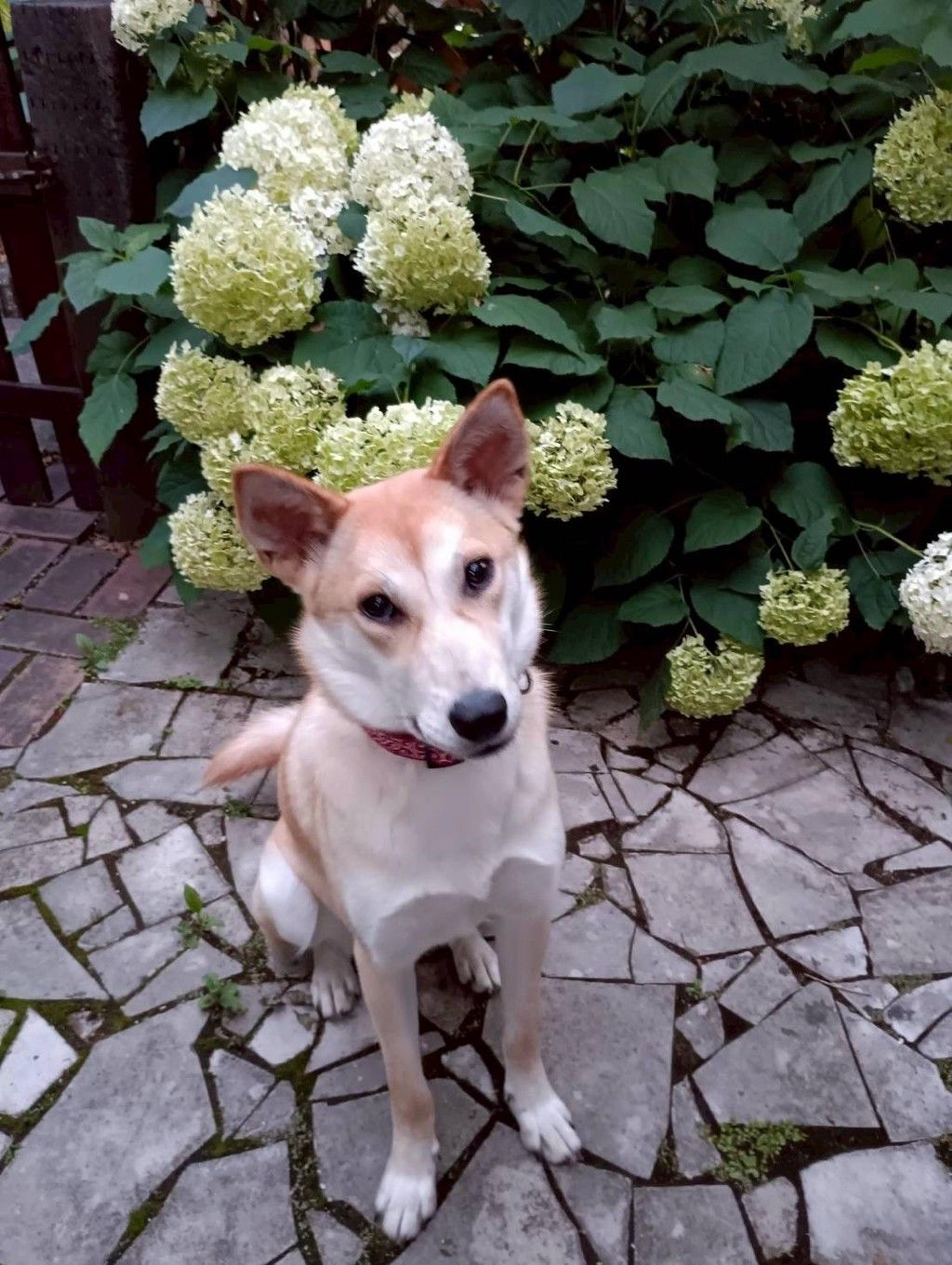 pet-image-6