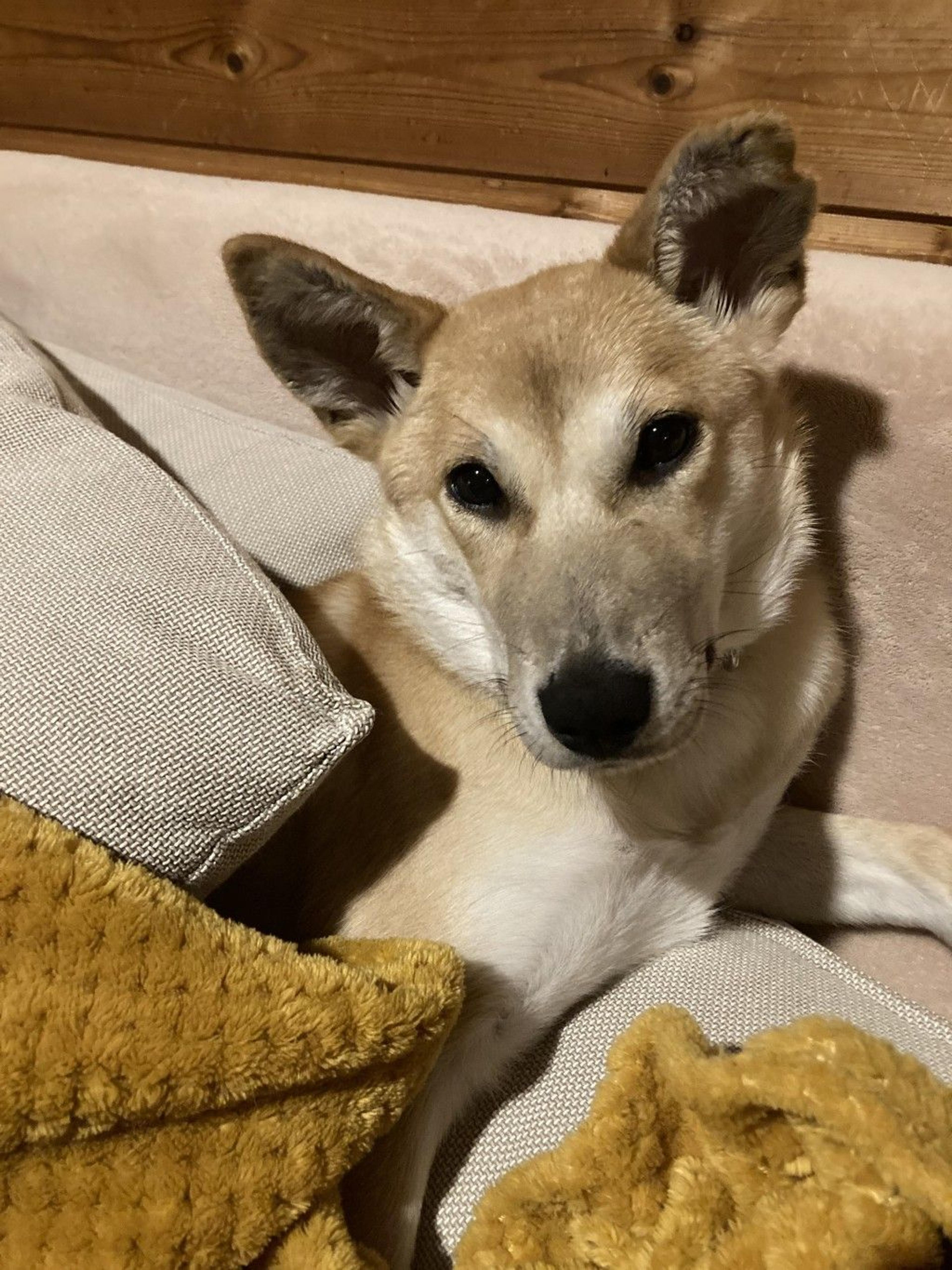 pet-image-5