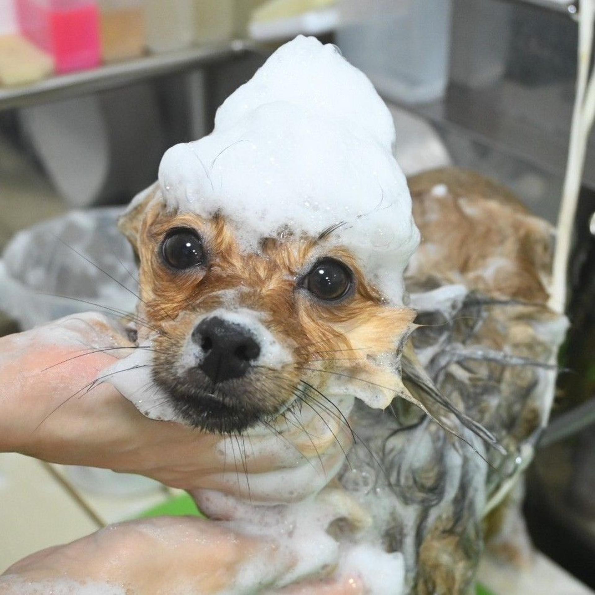 pet-image-8