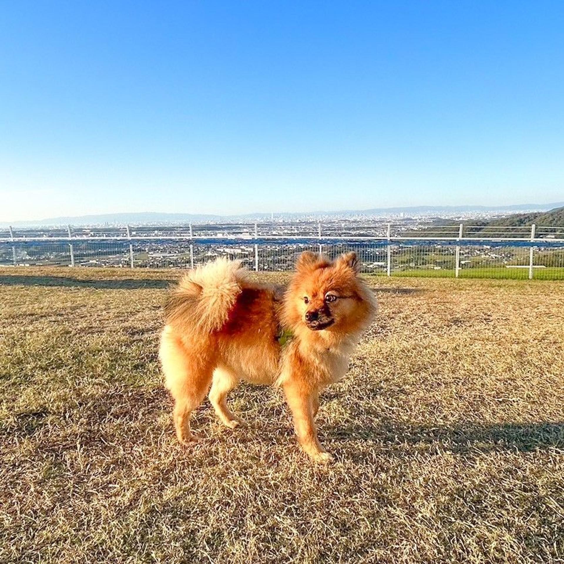 pet-image-7