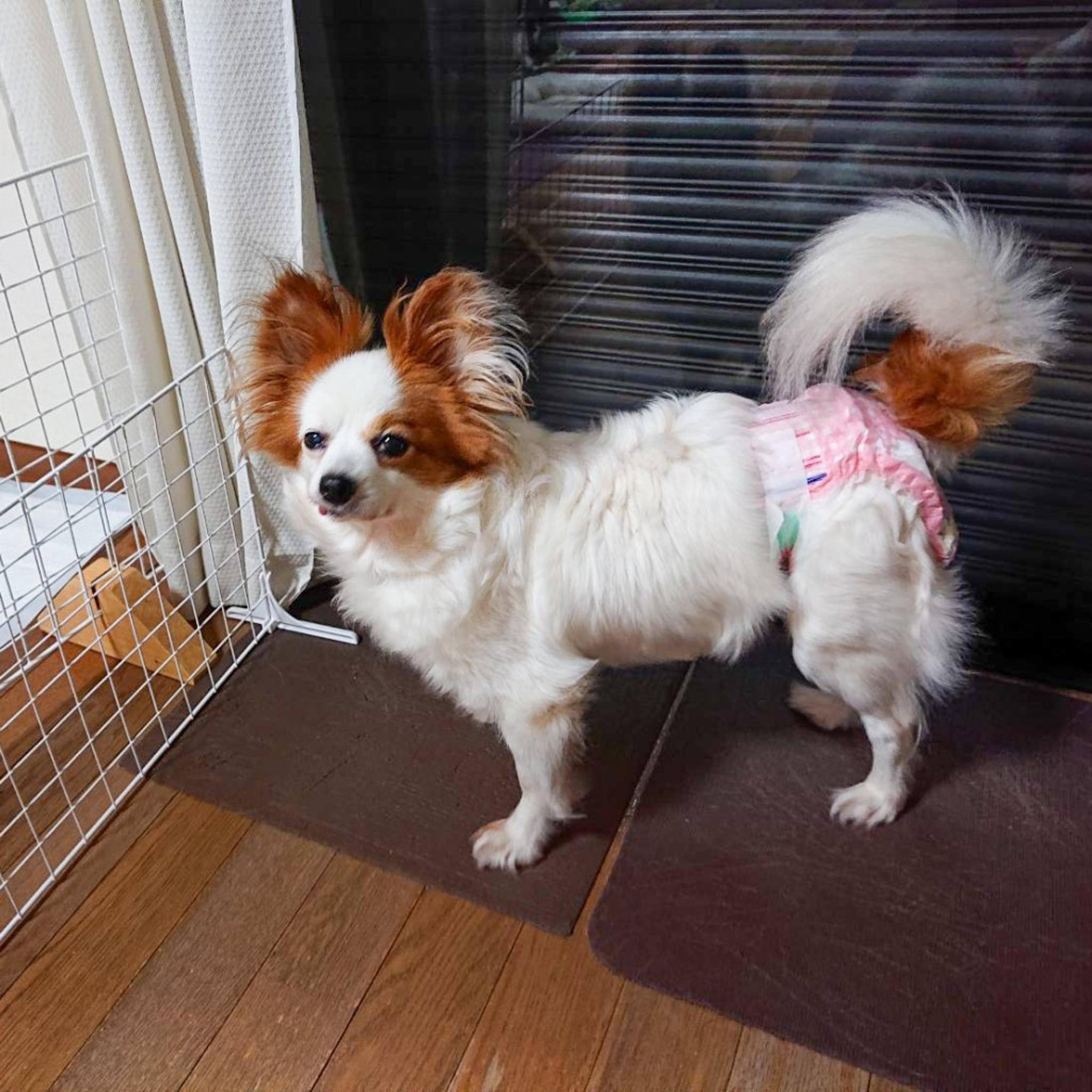 pet-image-7