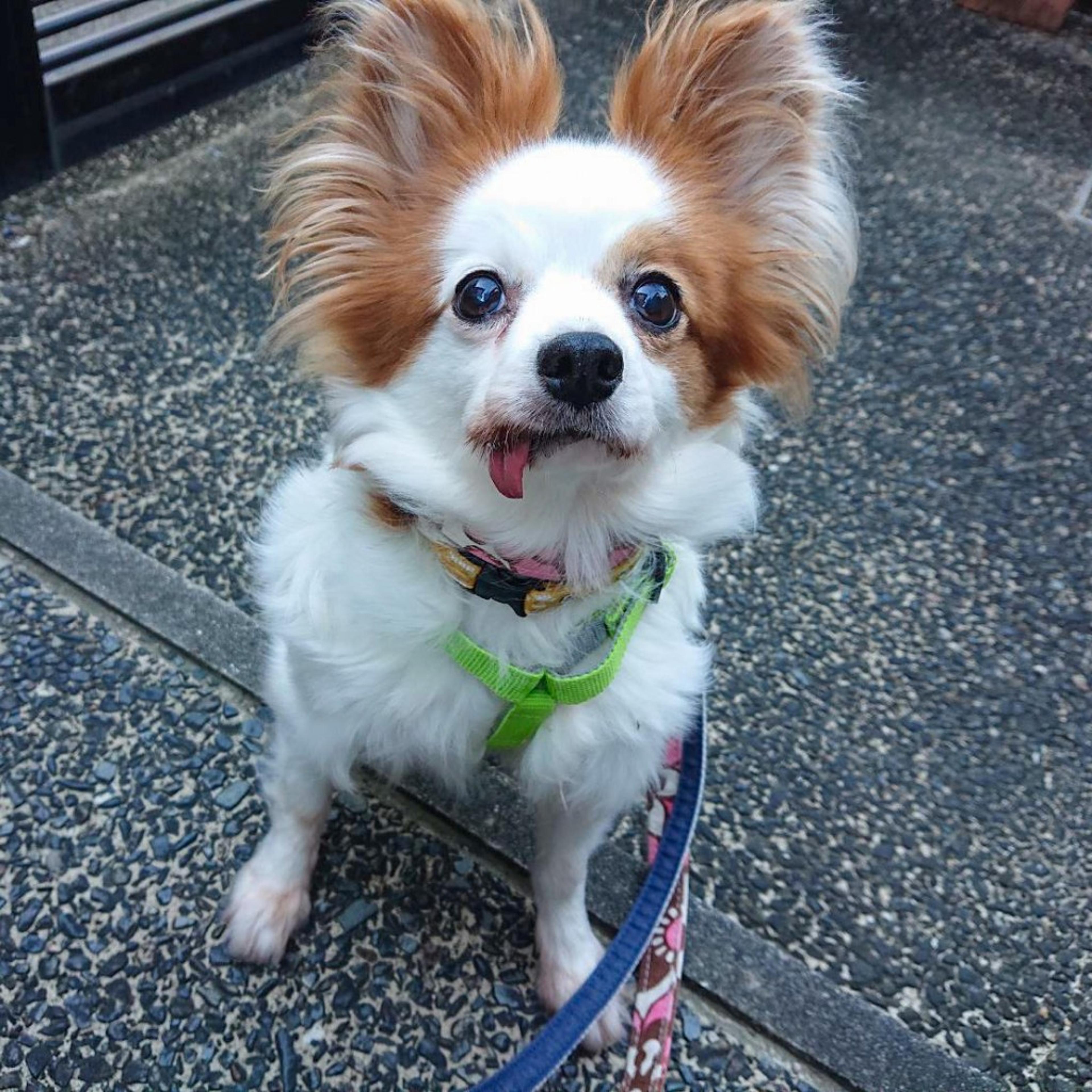 pet-image-9