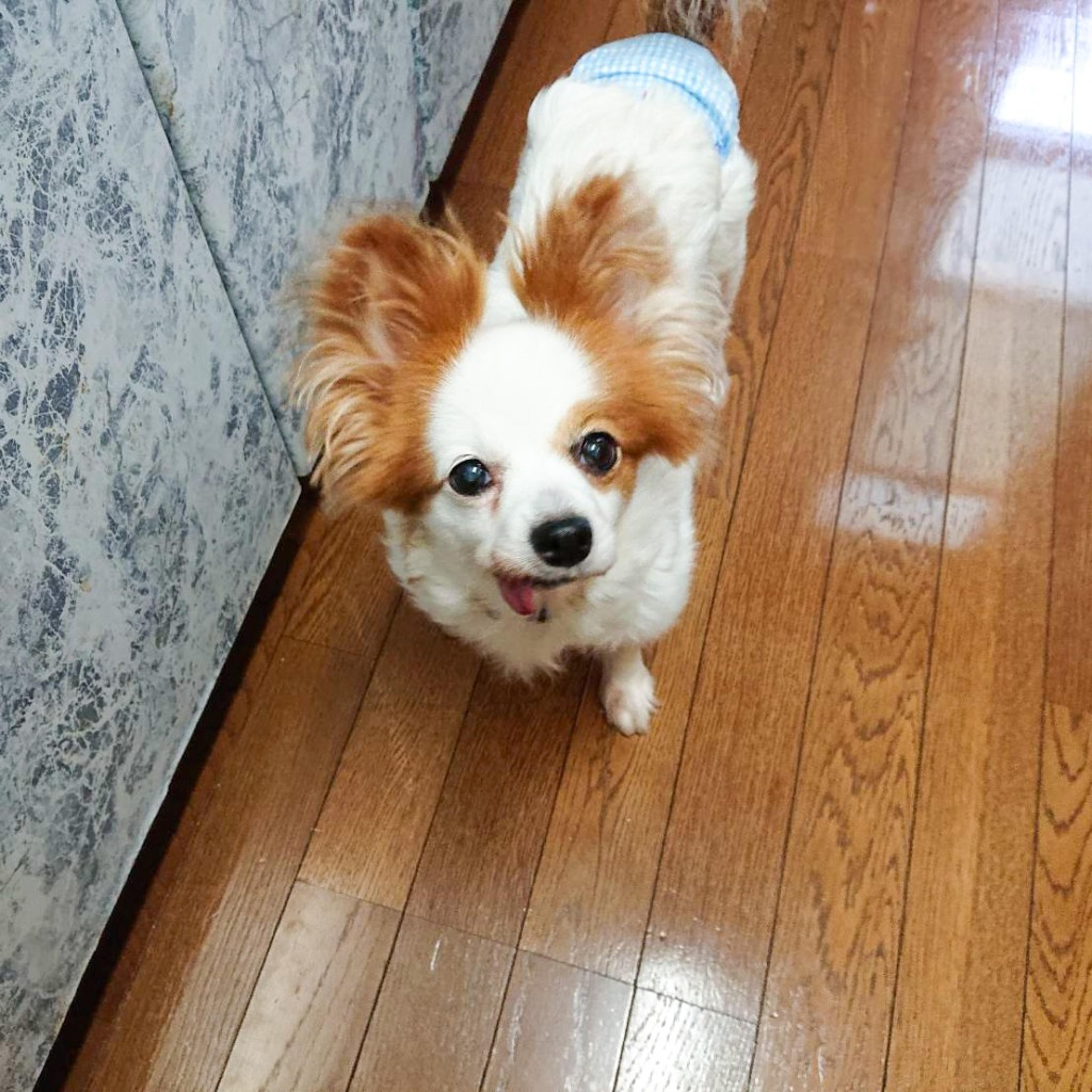 pet-image-10