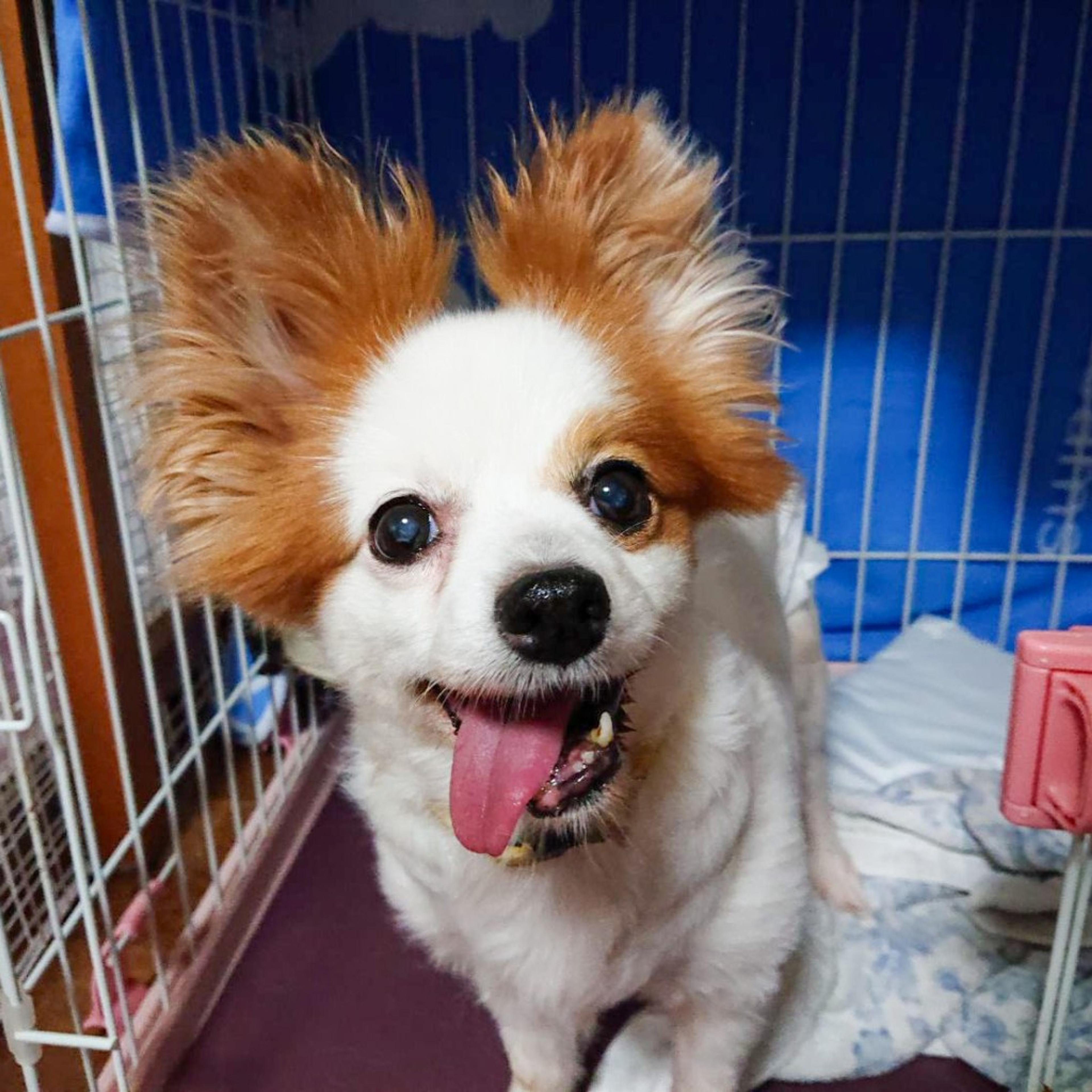 pet-image-2