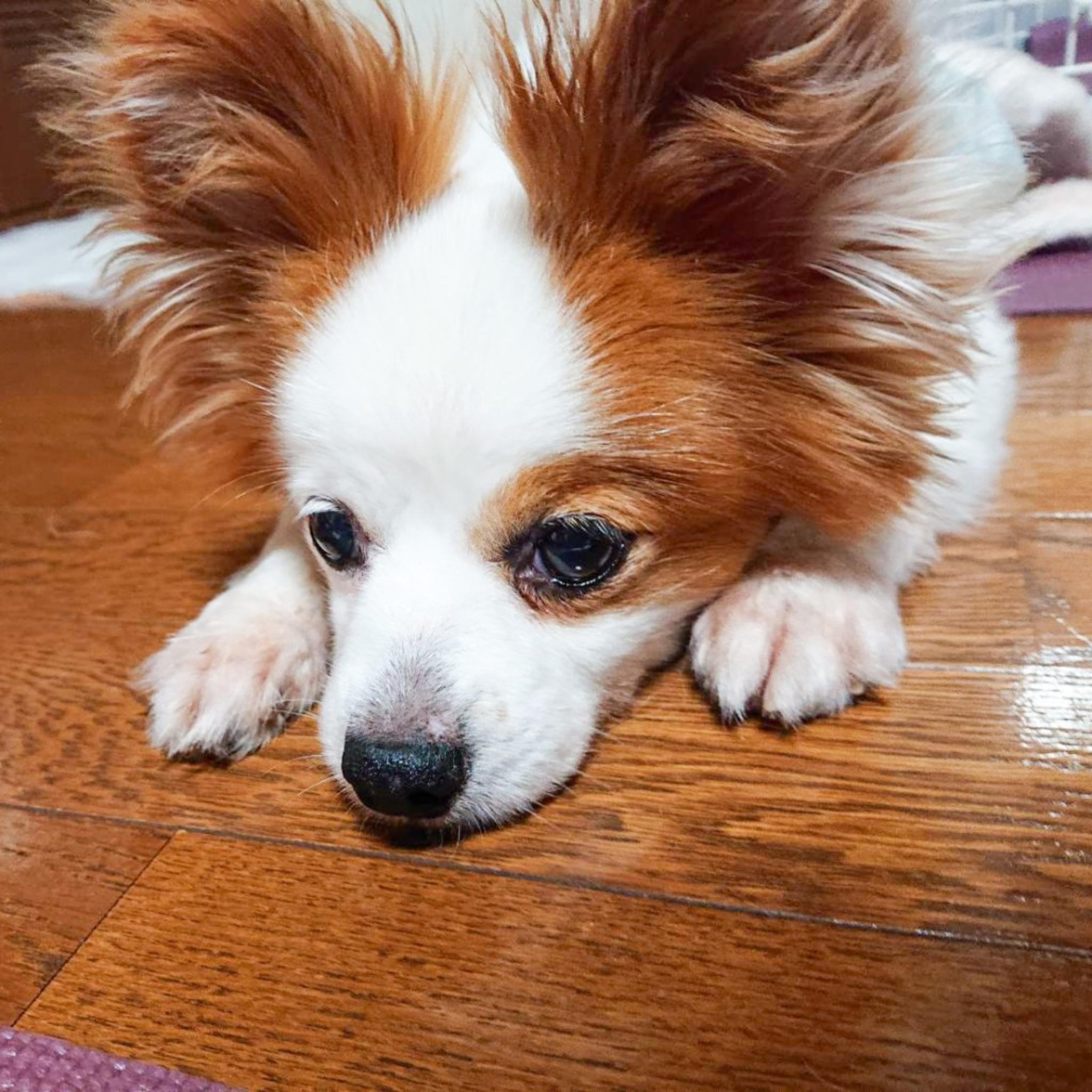 pet-image-3